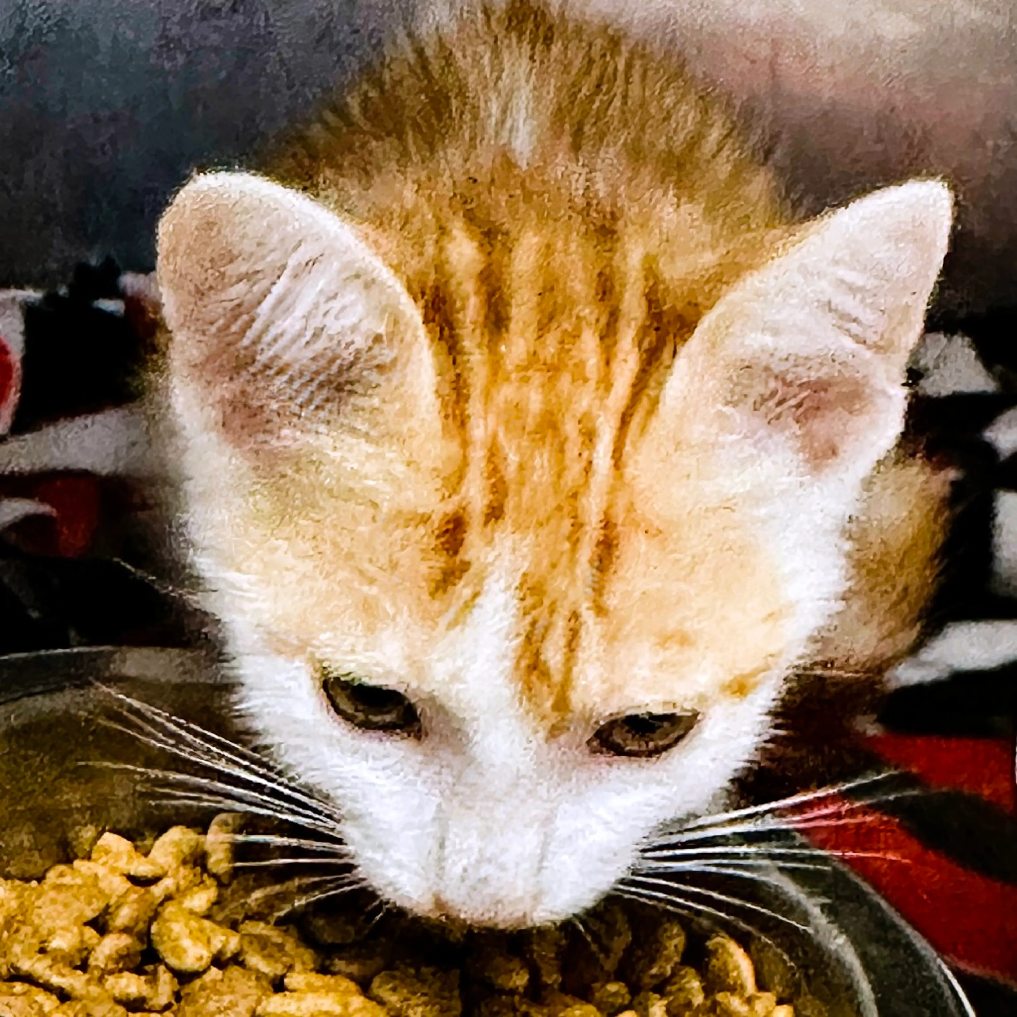 Found pet-2