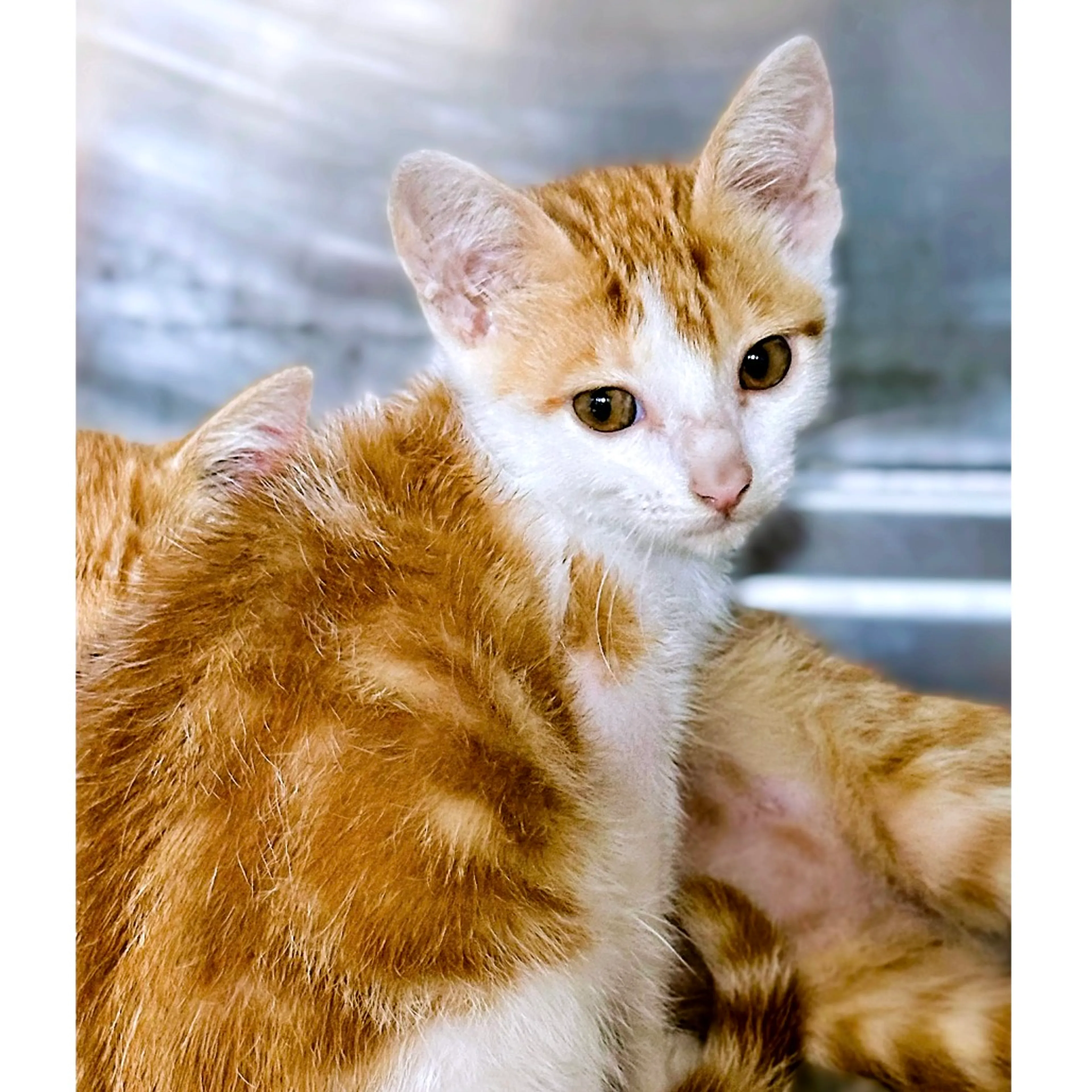 Found pet-1