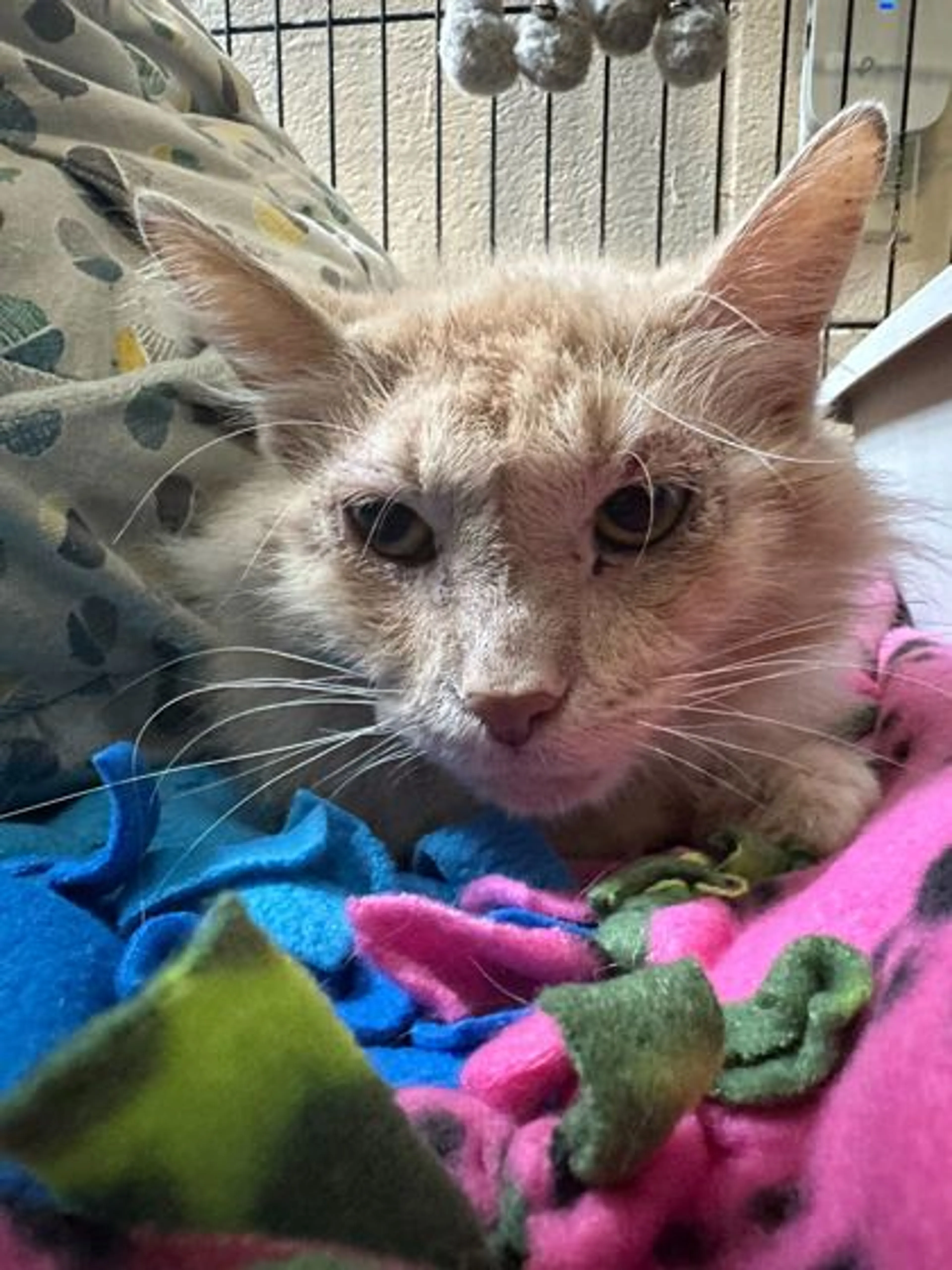Found pet