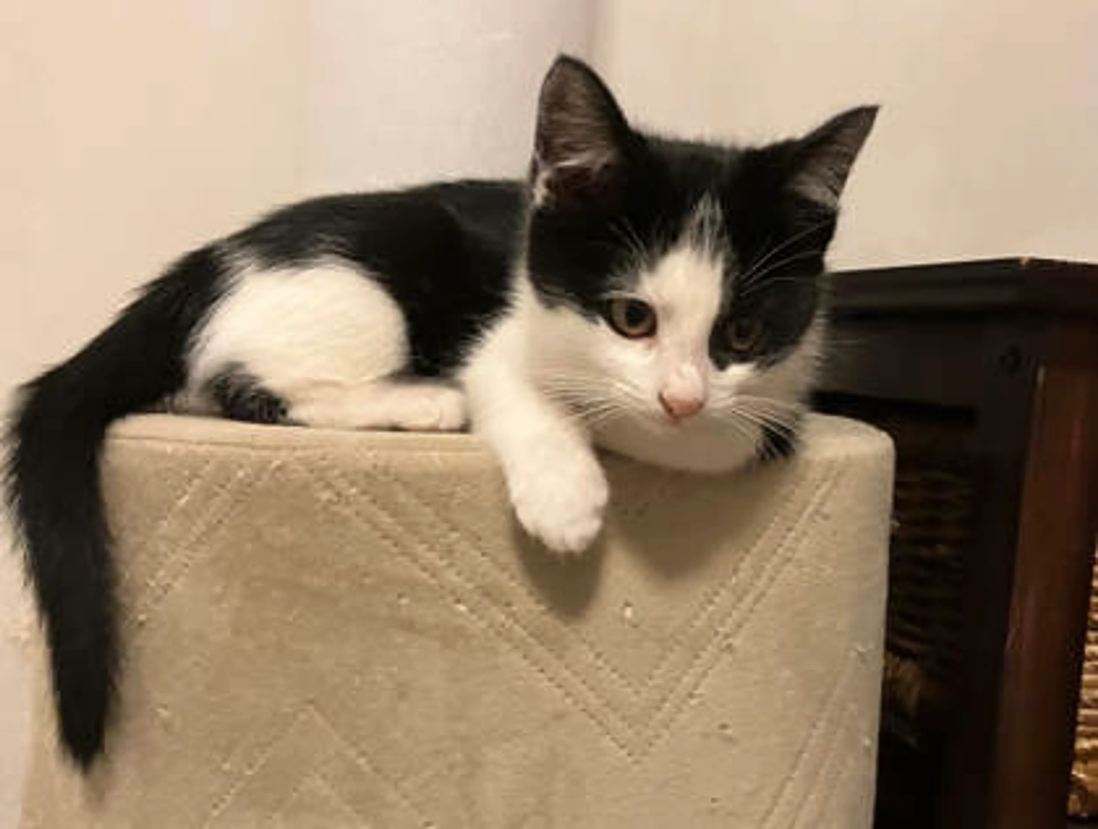 Found pet-1