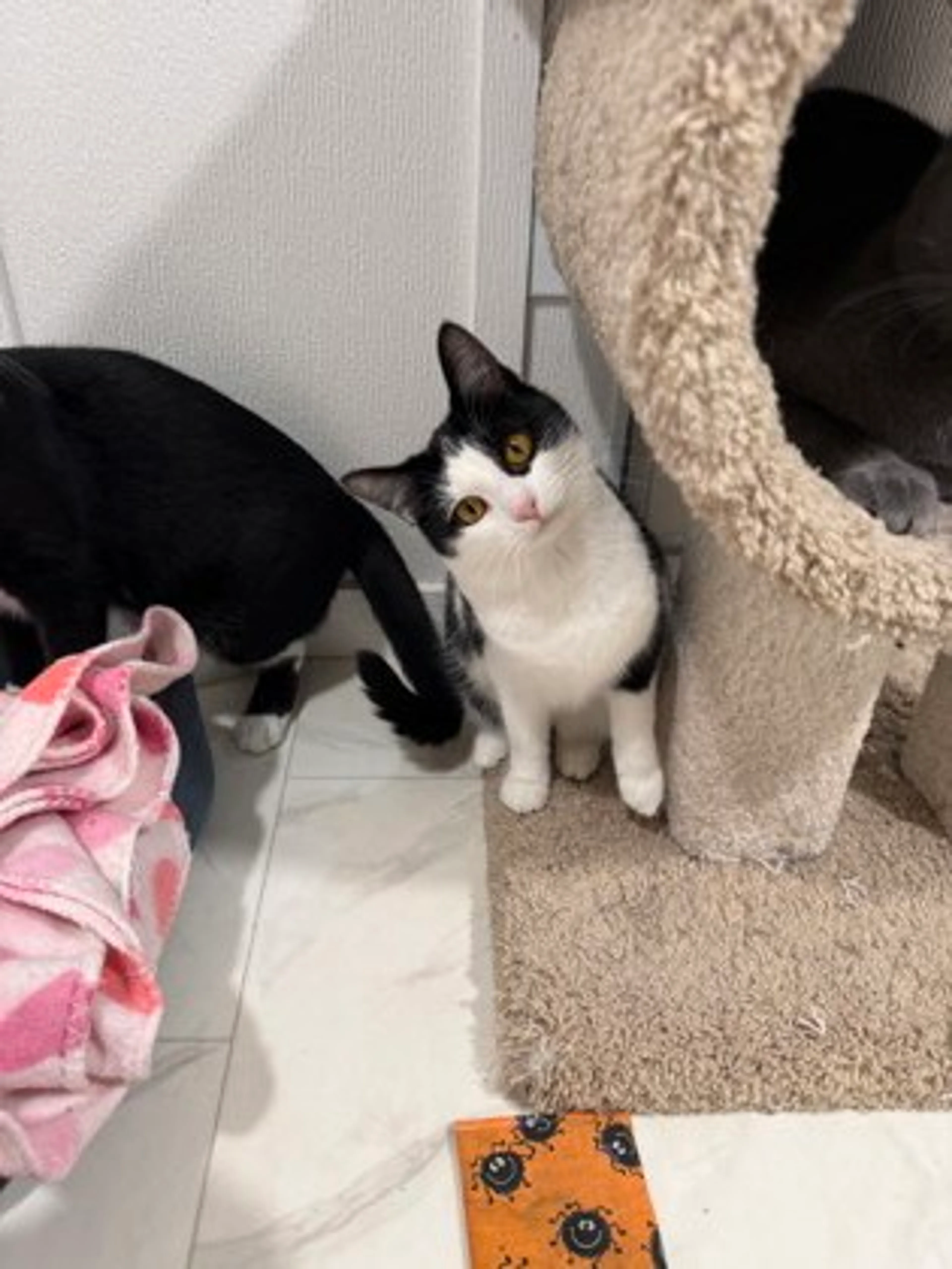 Found pet-2