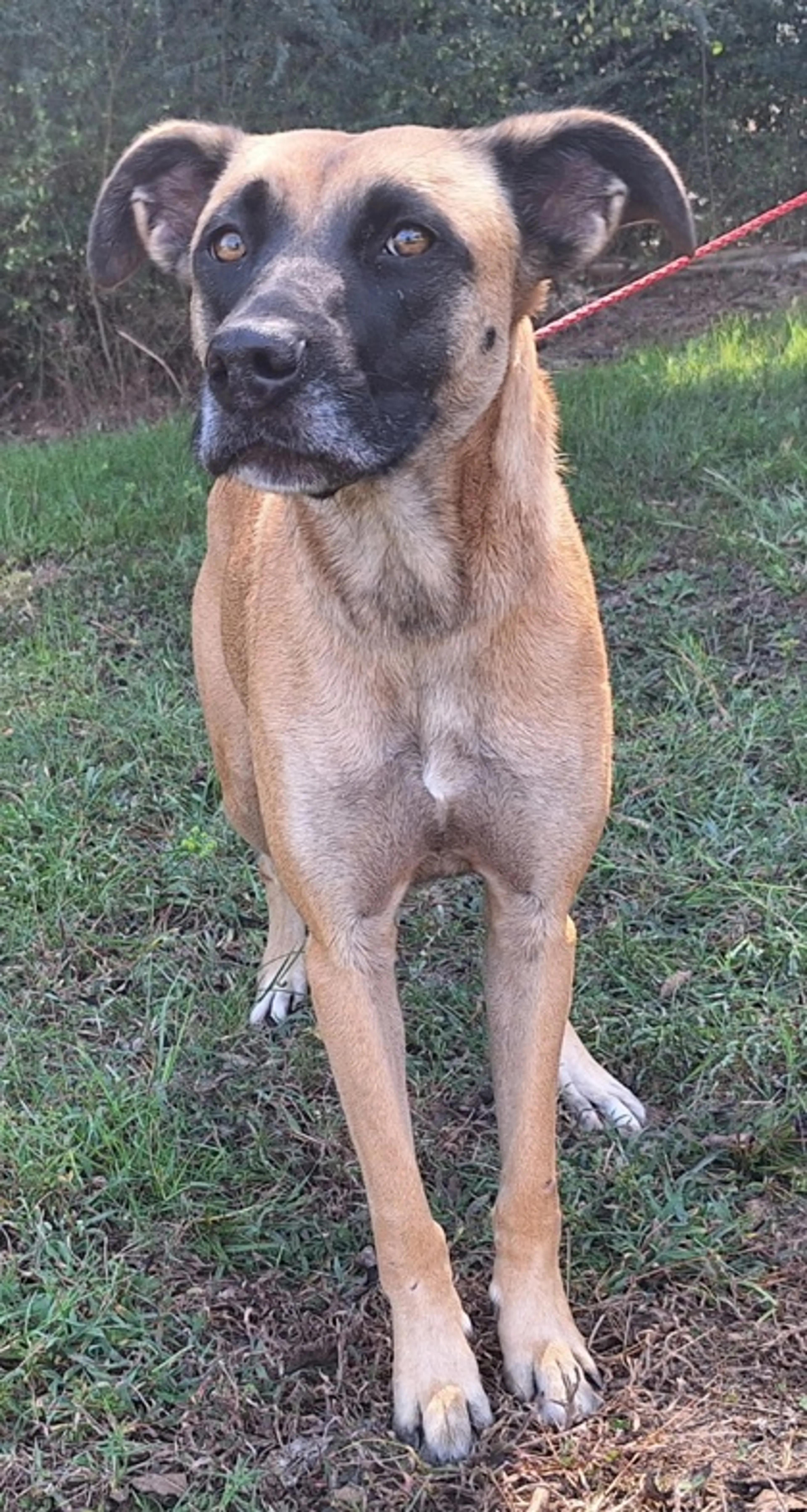 Found pet