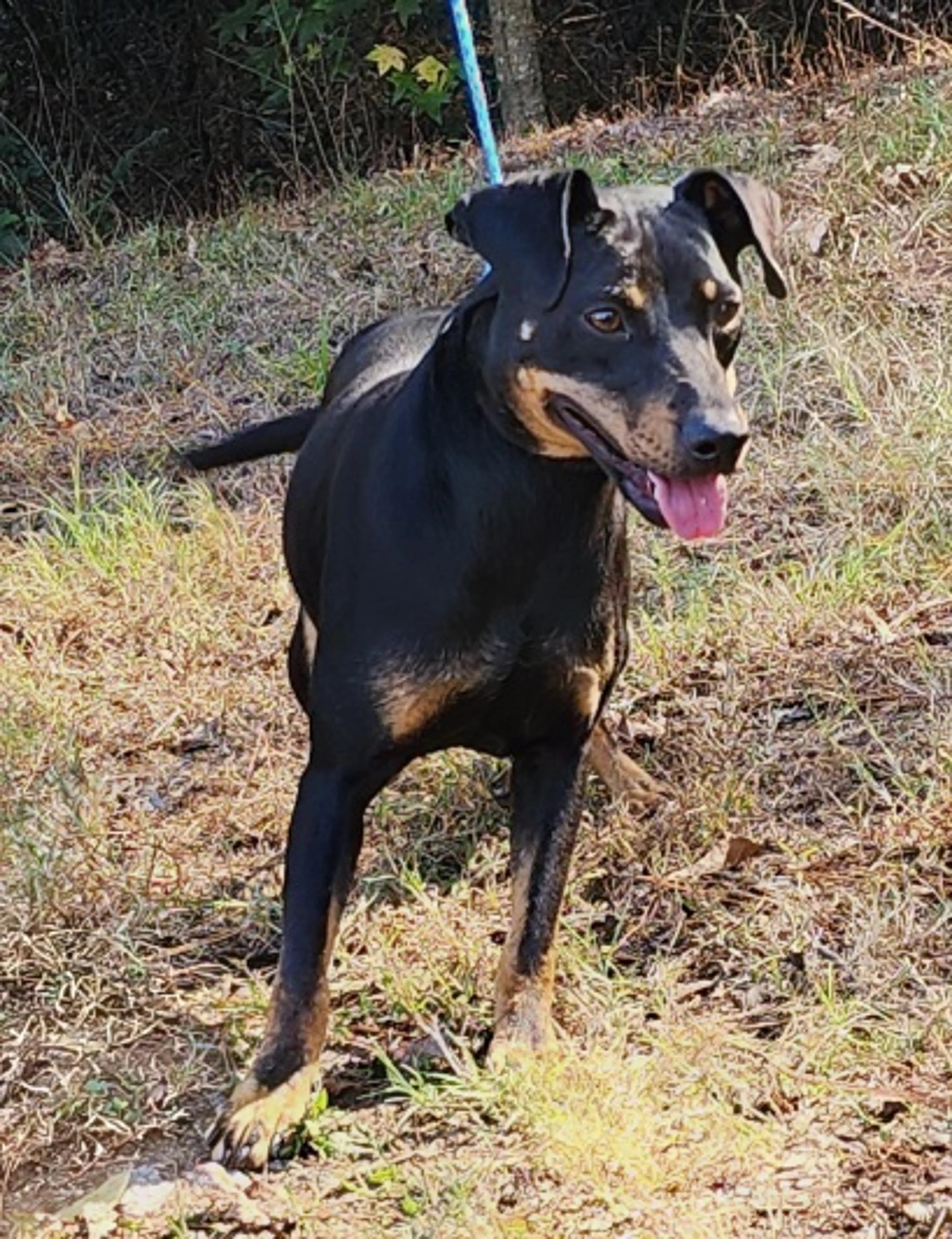 Found pet