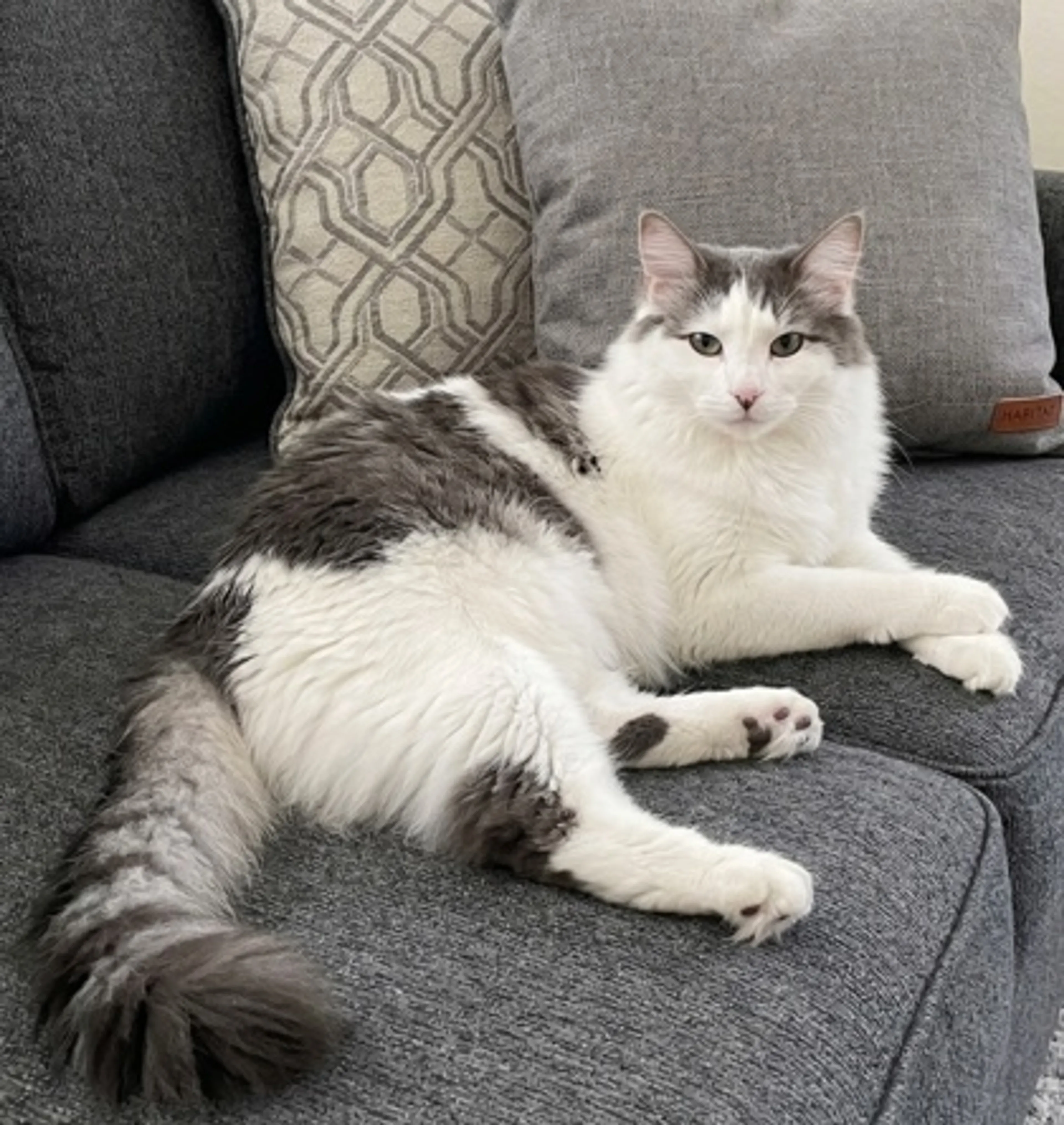 Found pet-2