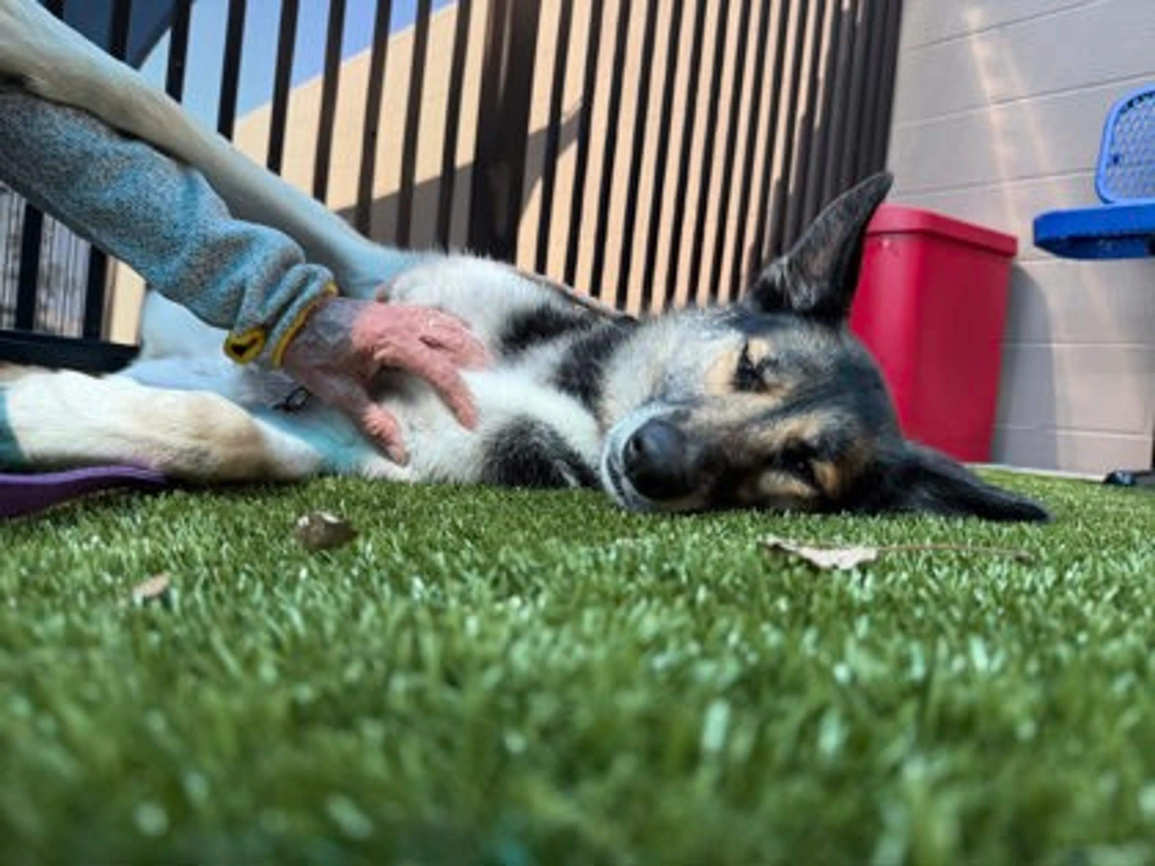 Found pet-2