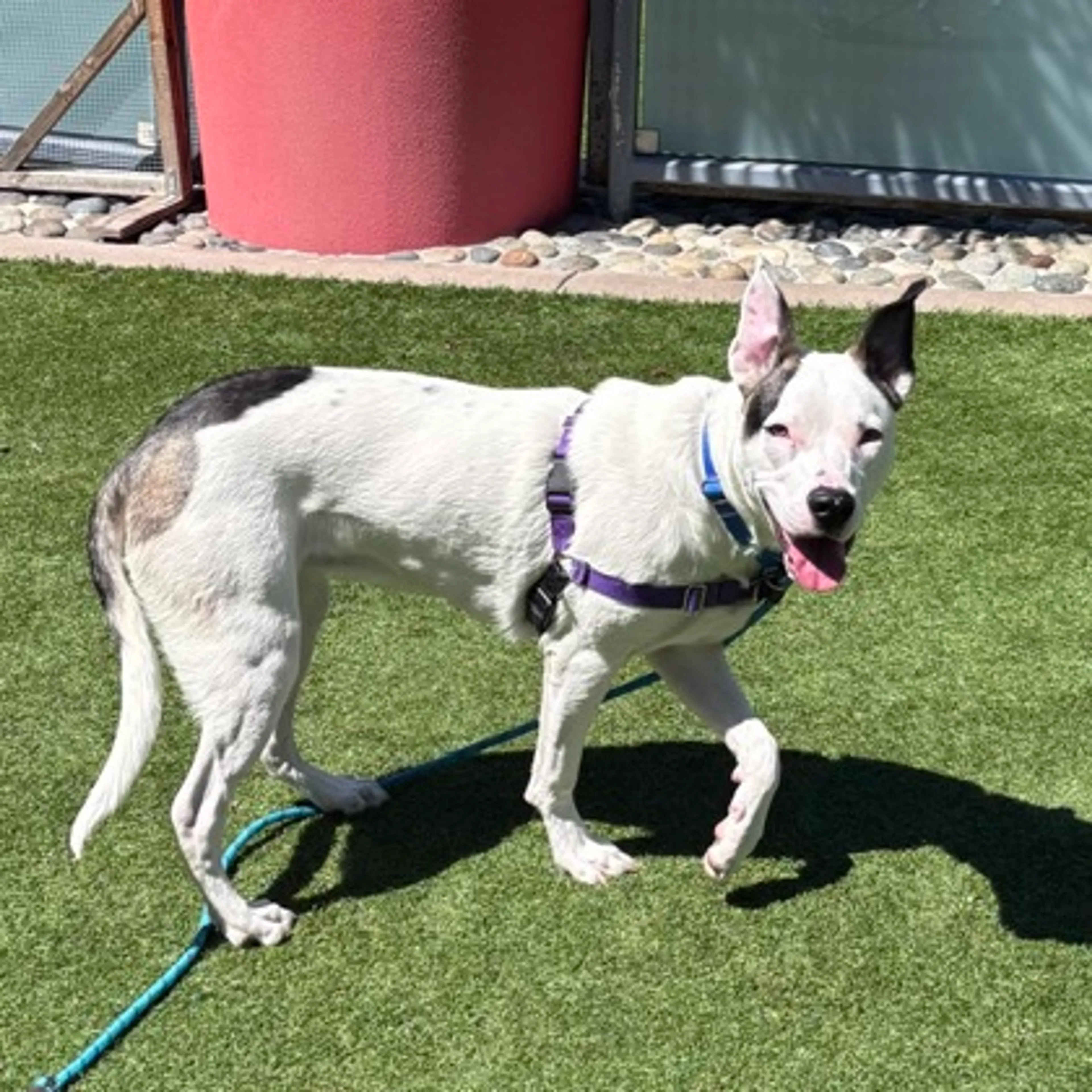 Found pet-1