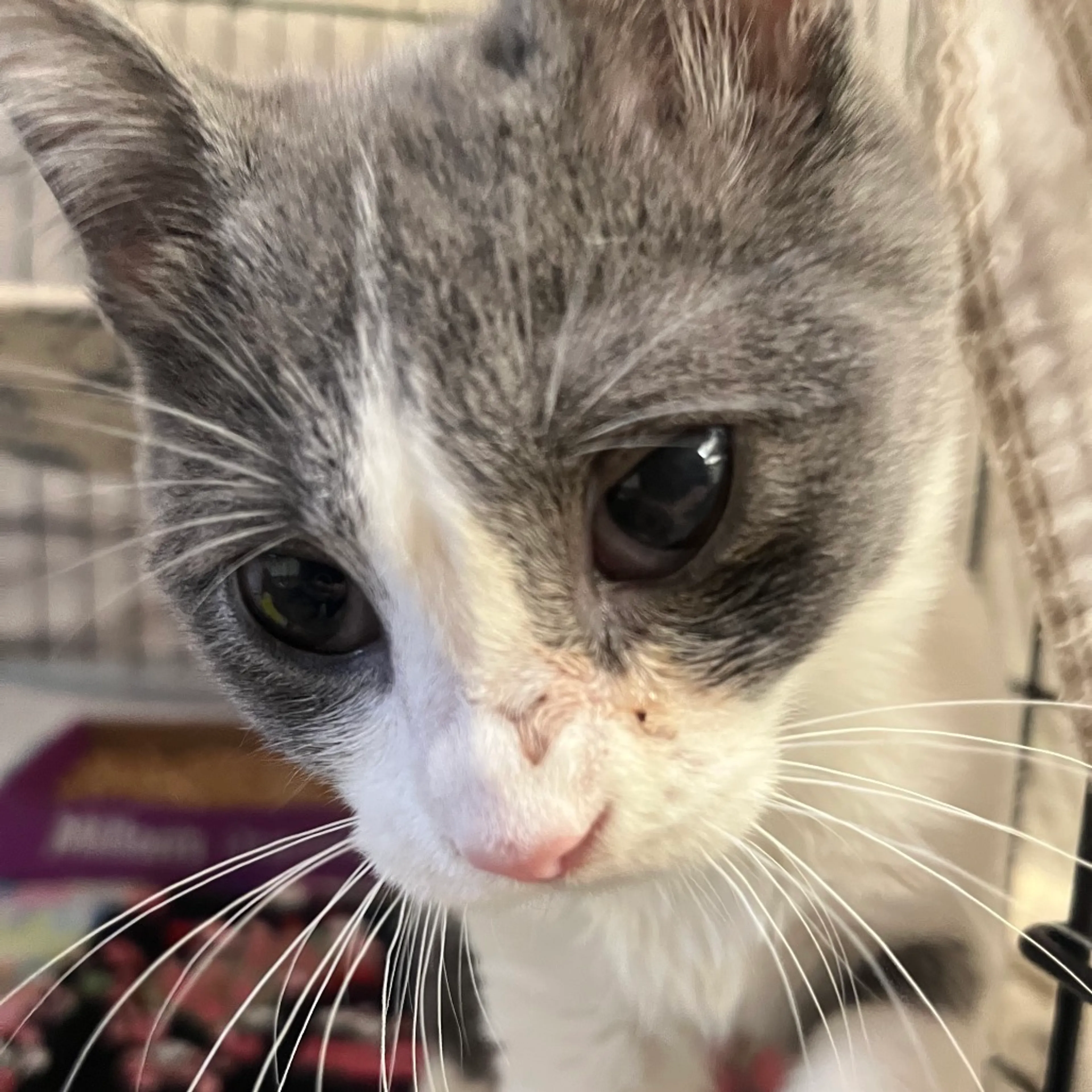 Found pet-1