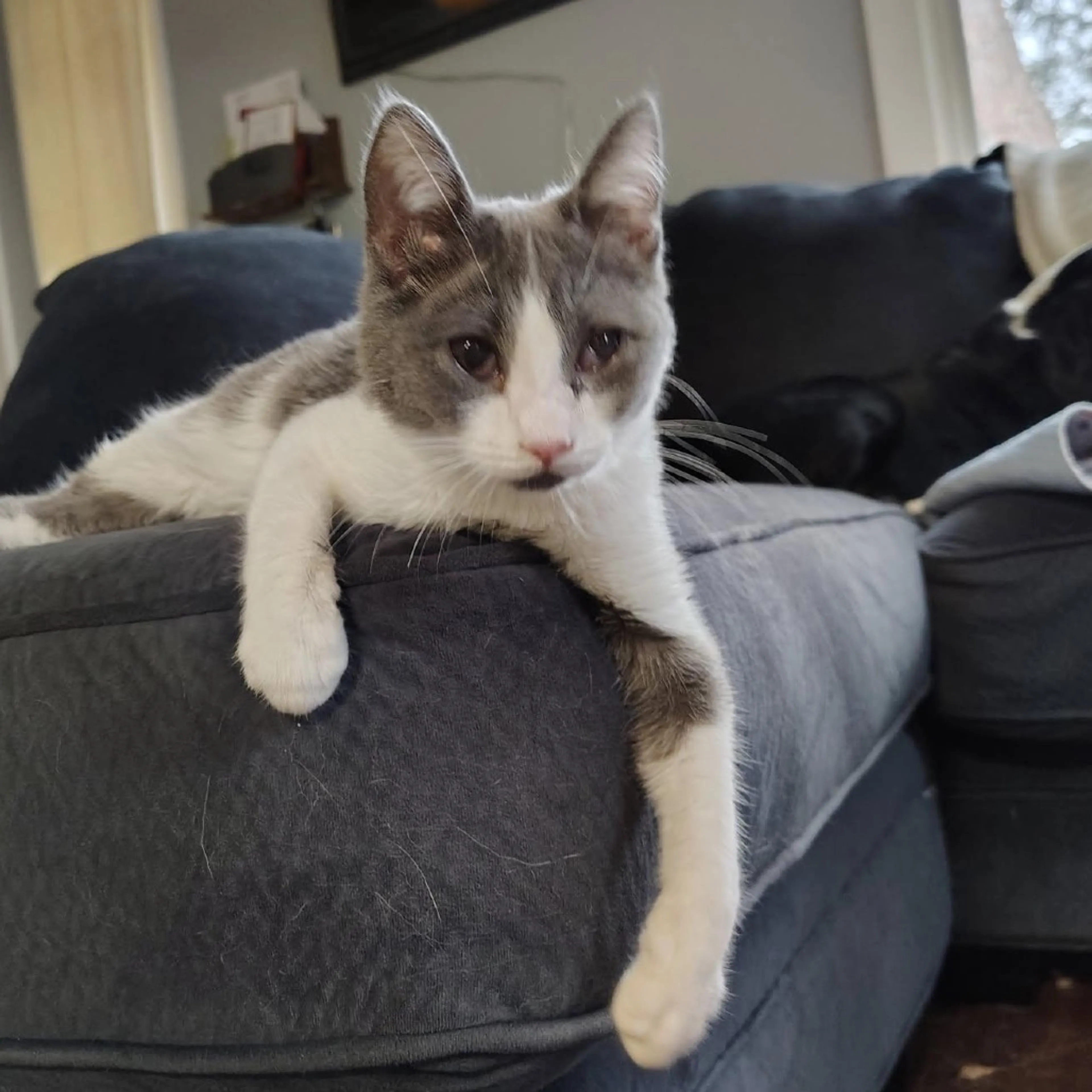 Found pet-0