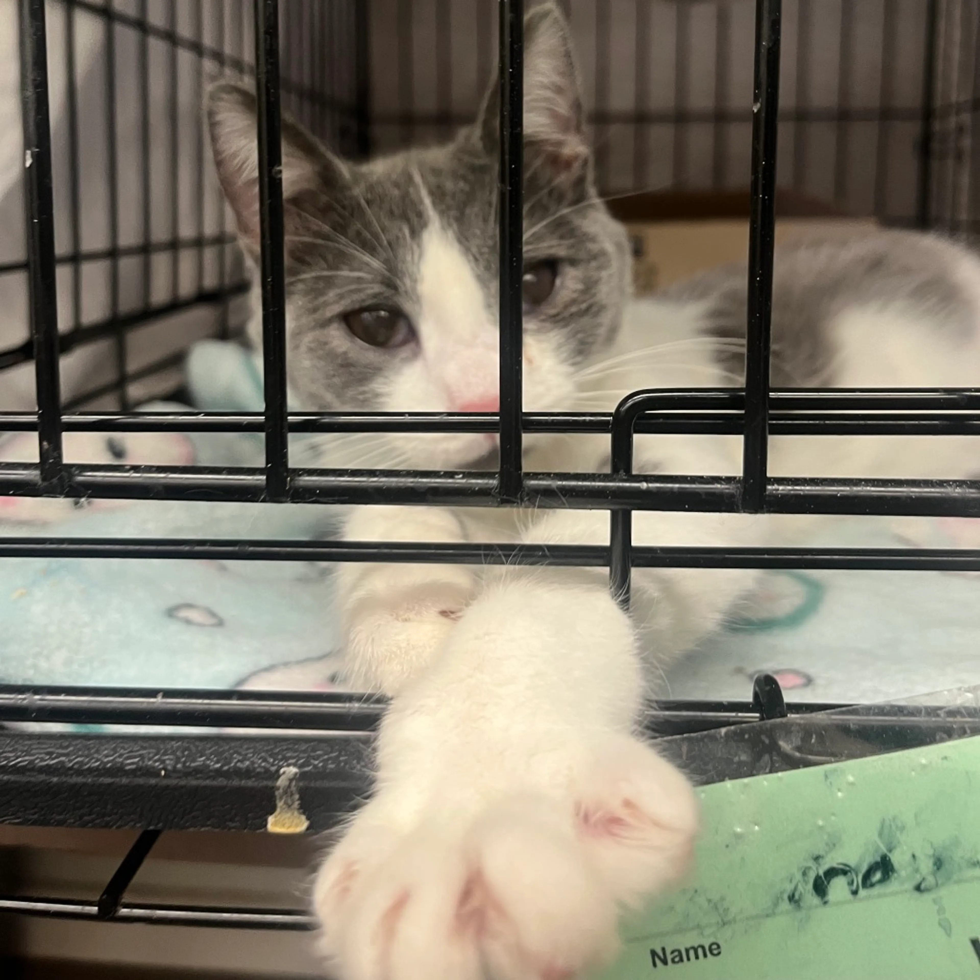 Found pet-2