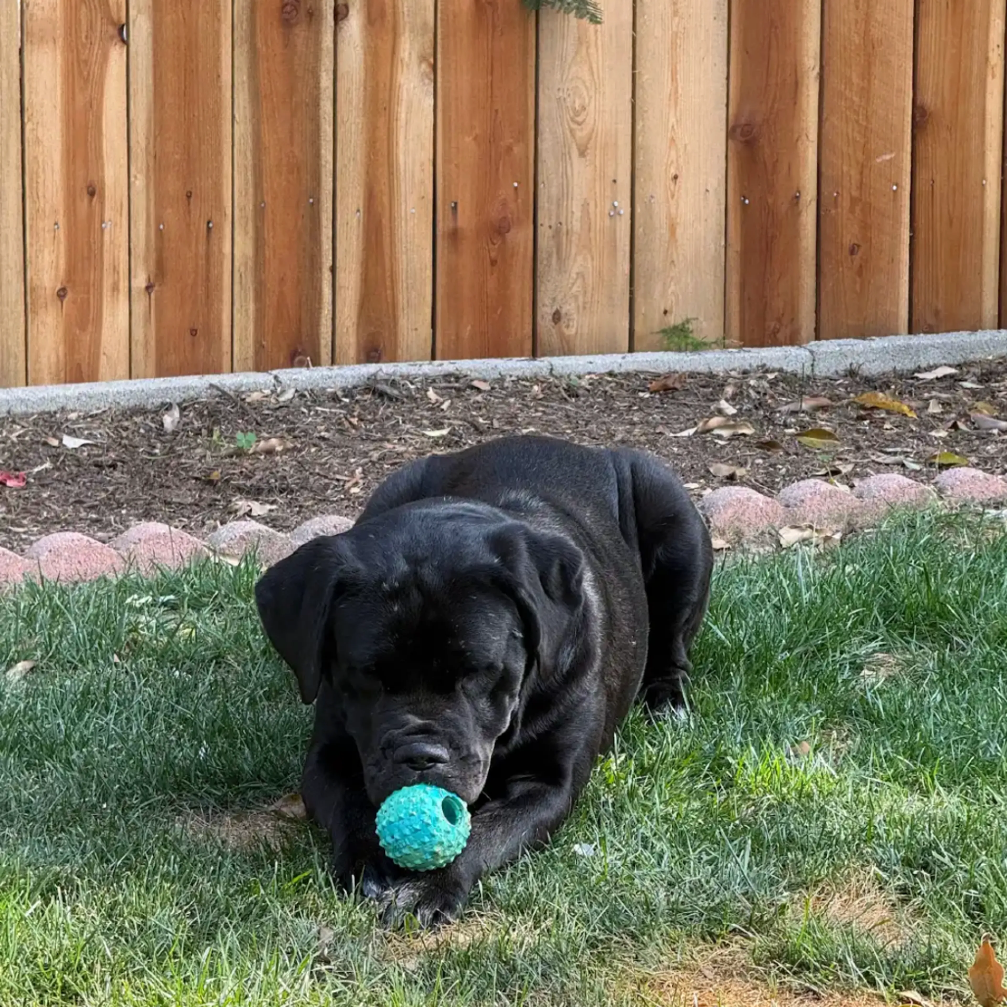 Found pet-8