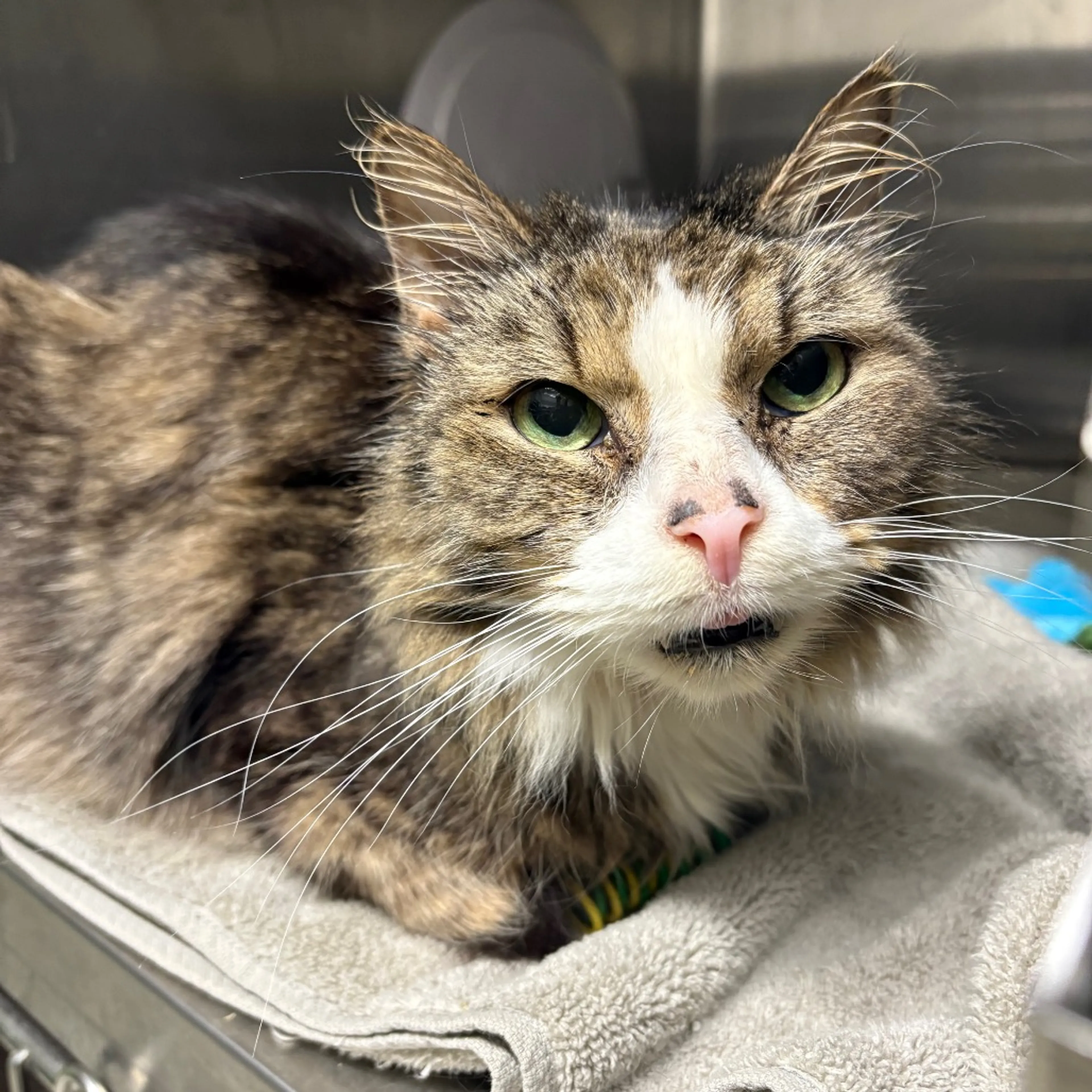 Found pet-5