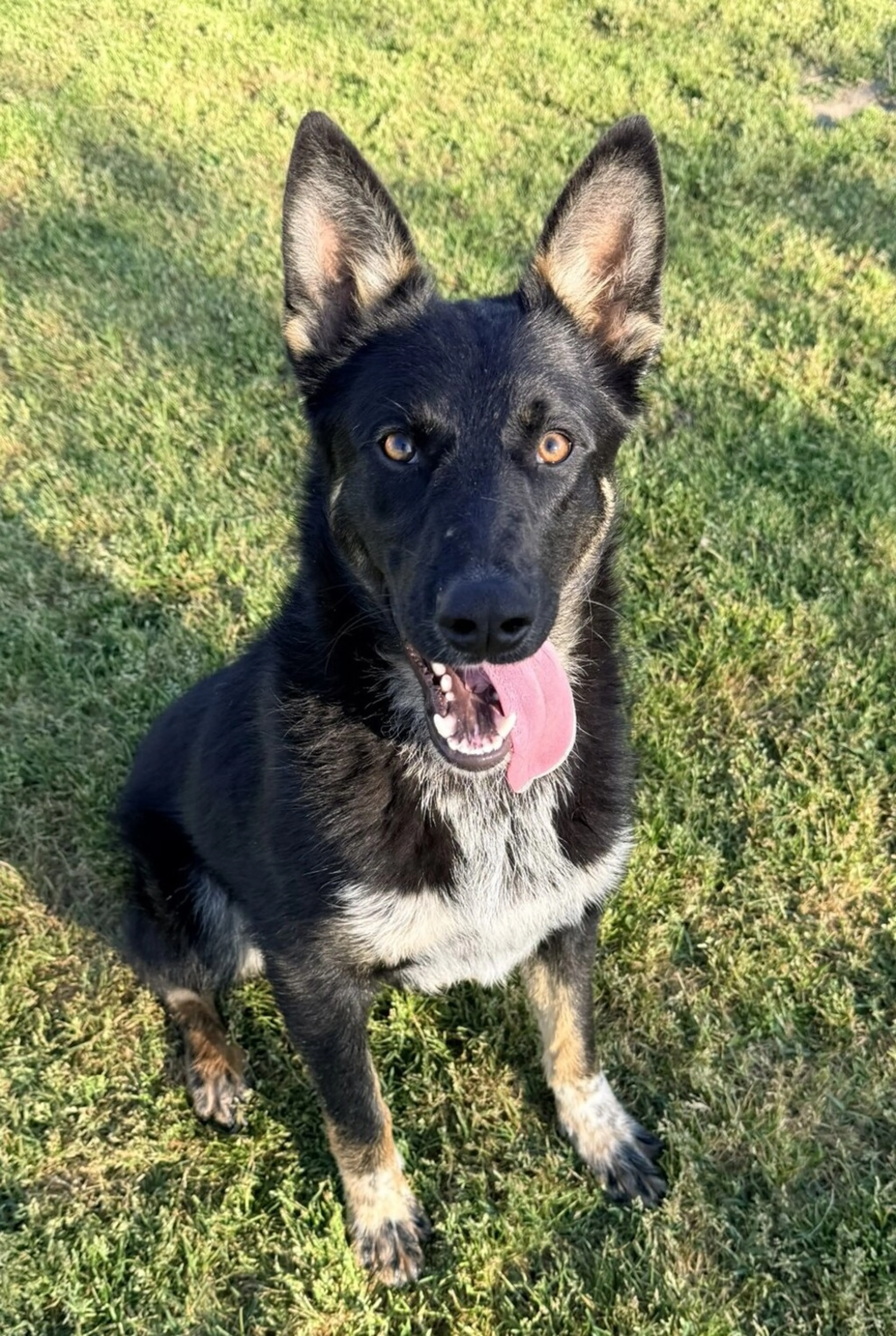 Found pet