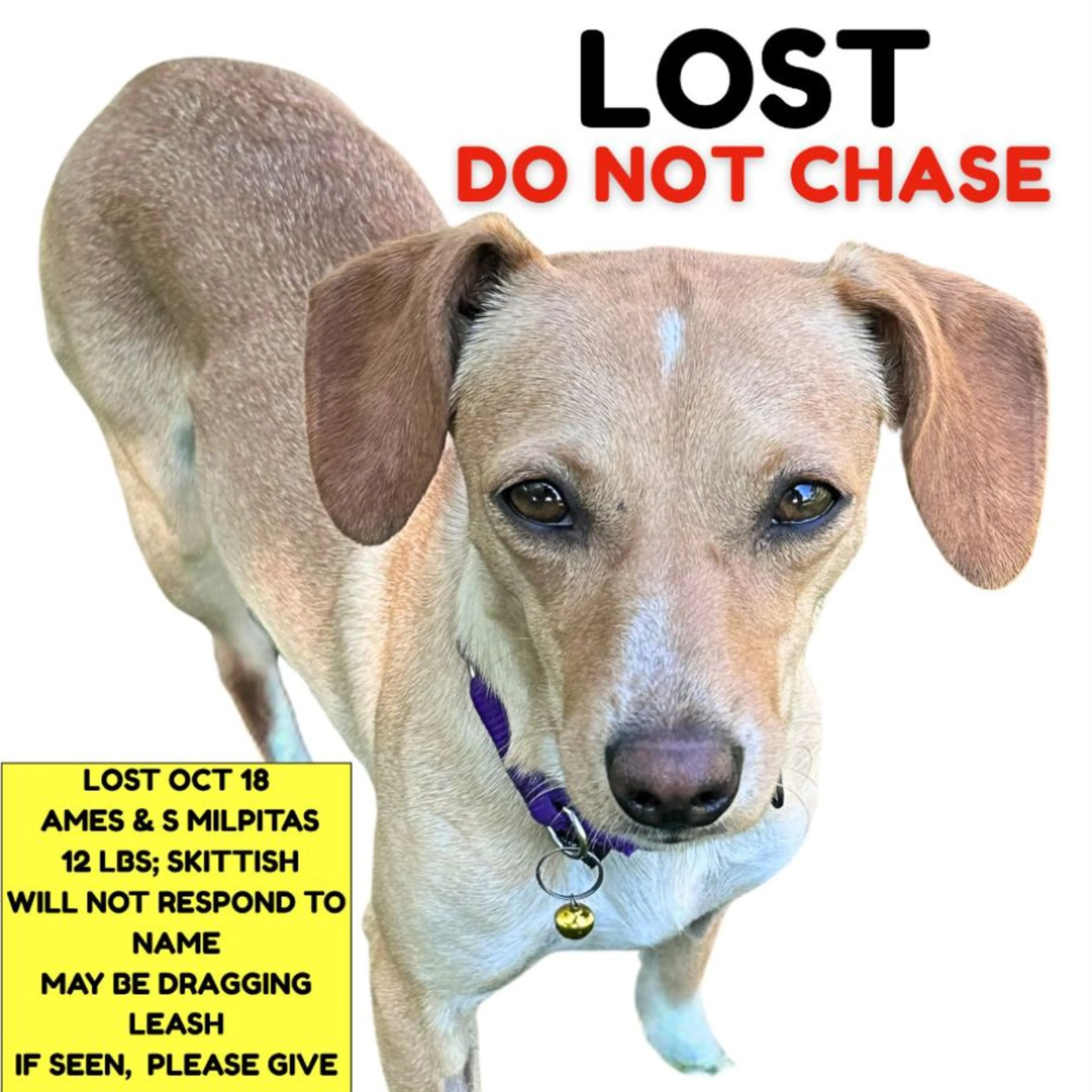 Lost pet