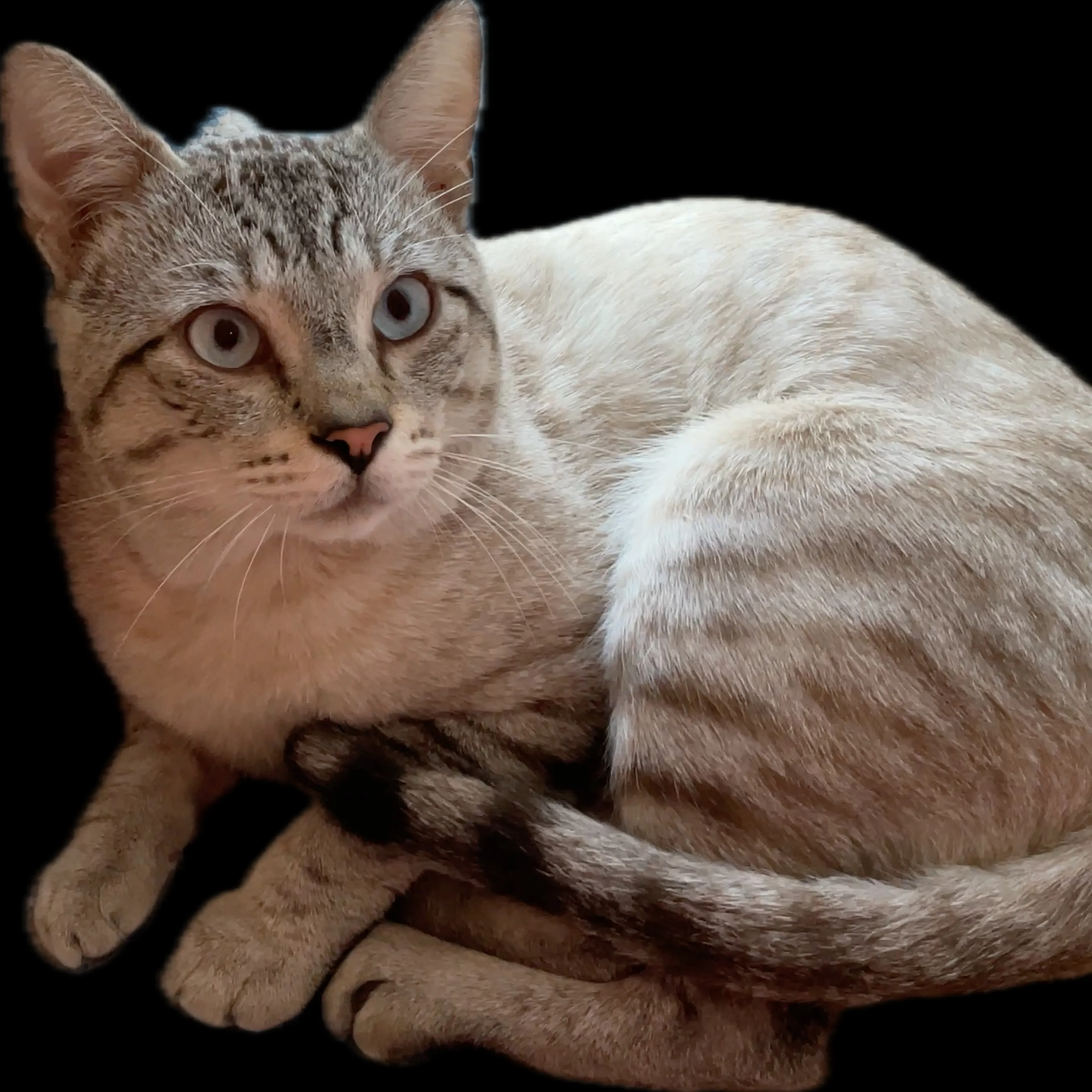 Found pet-1