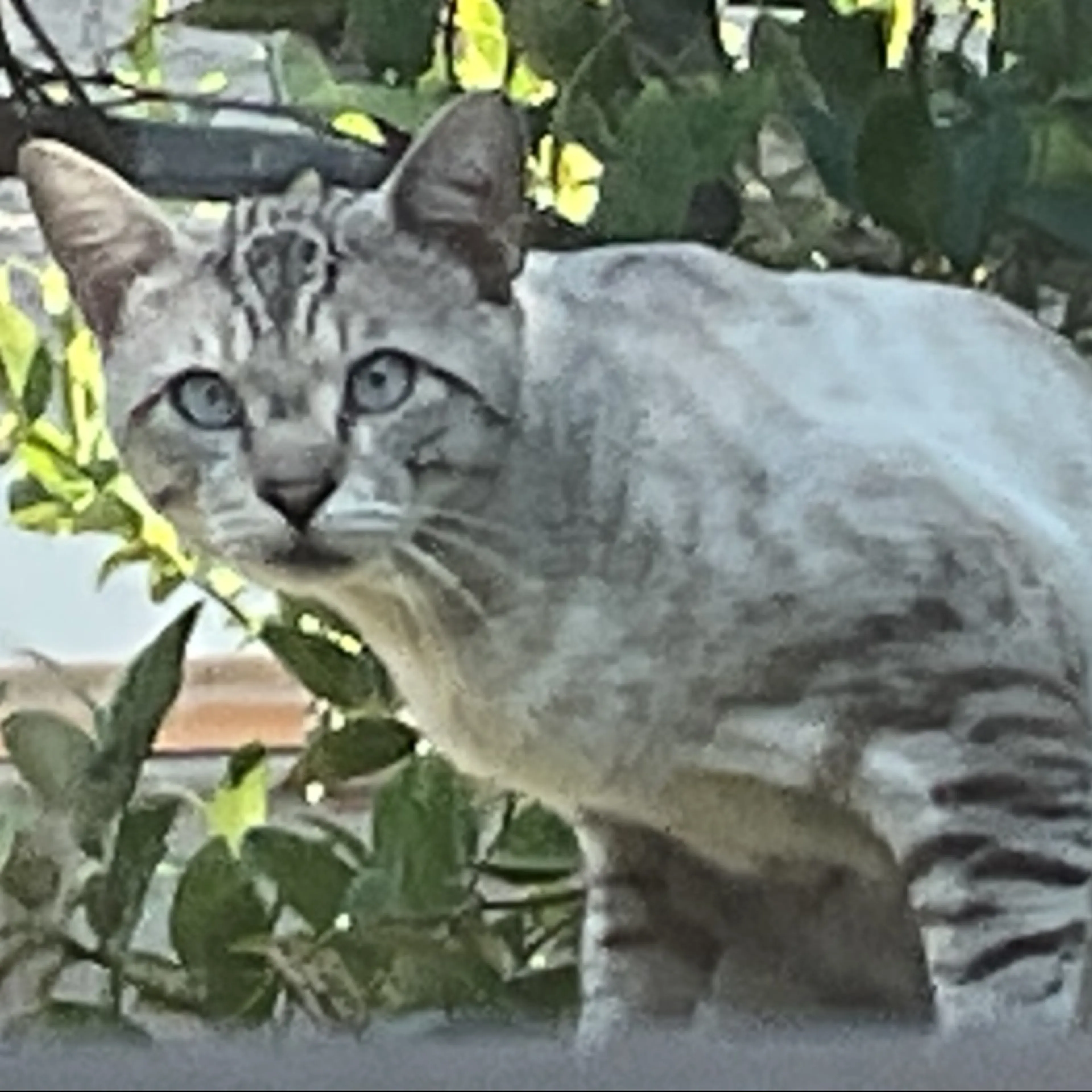 Found pet-0