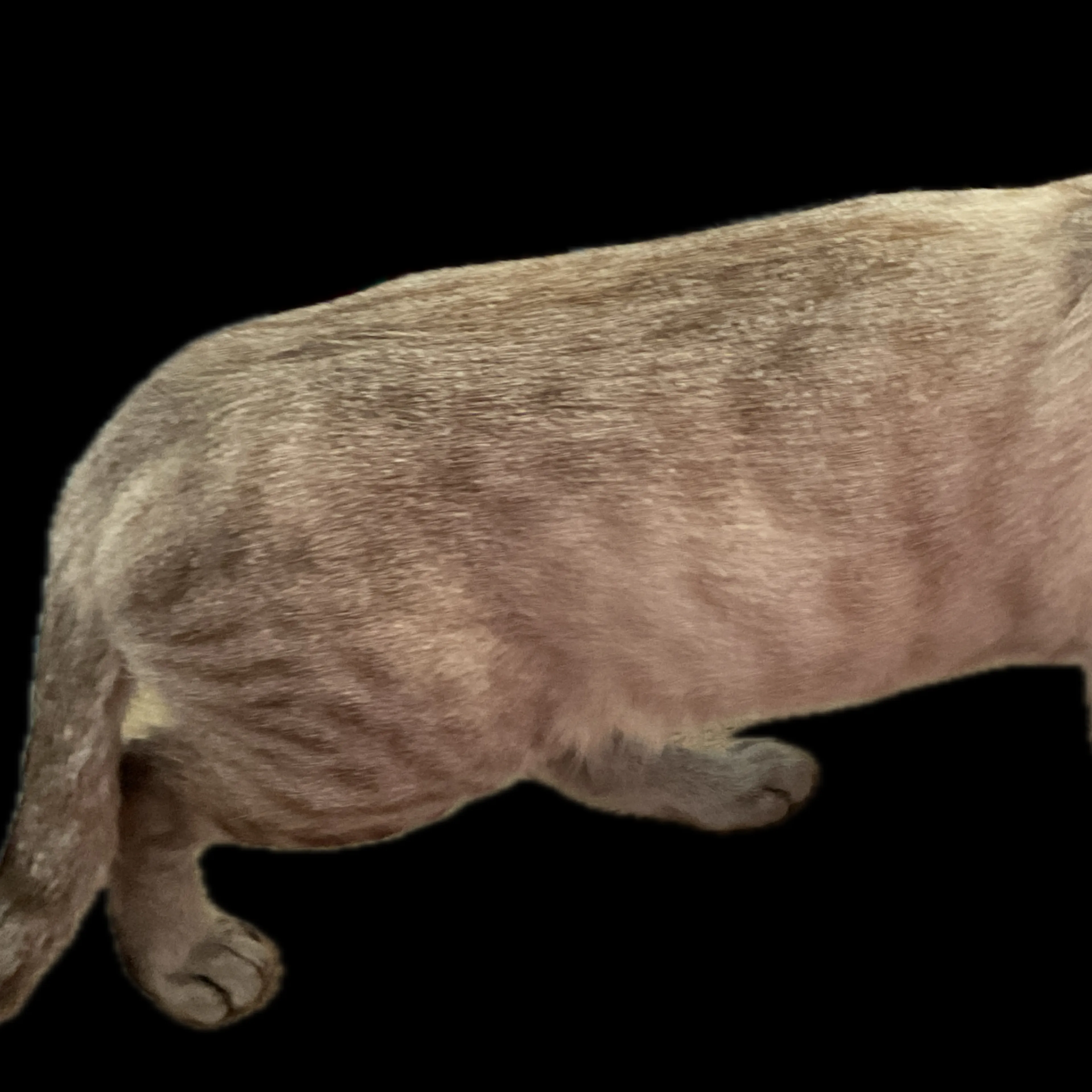 Found pet-3