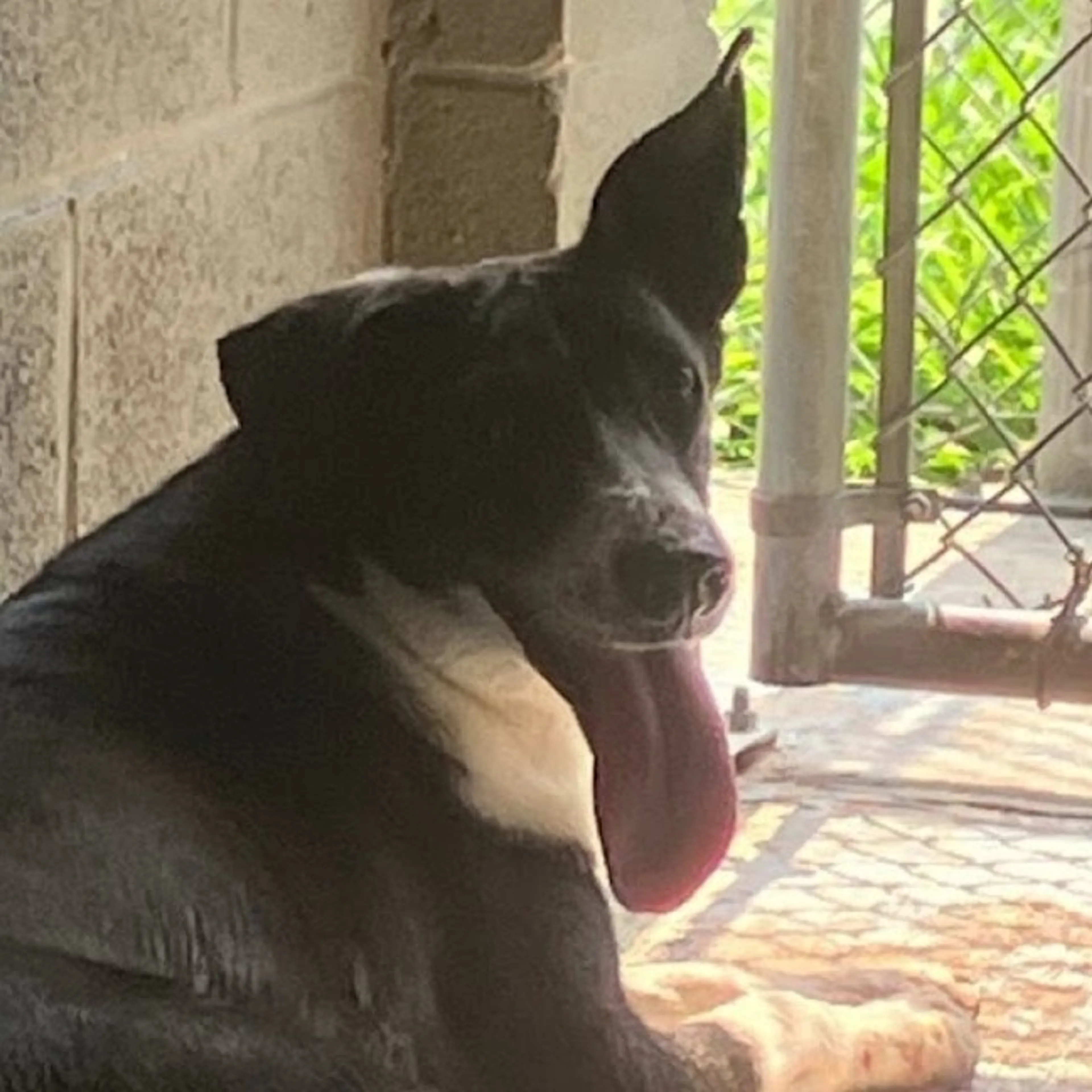 Found pet-1