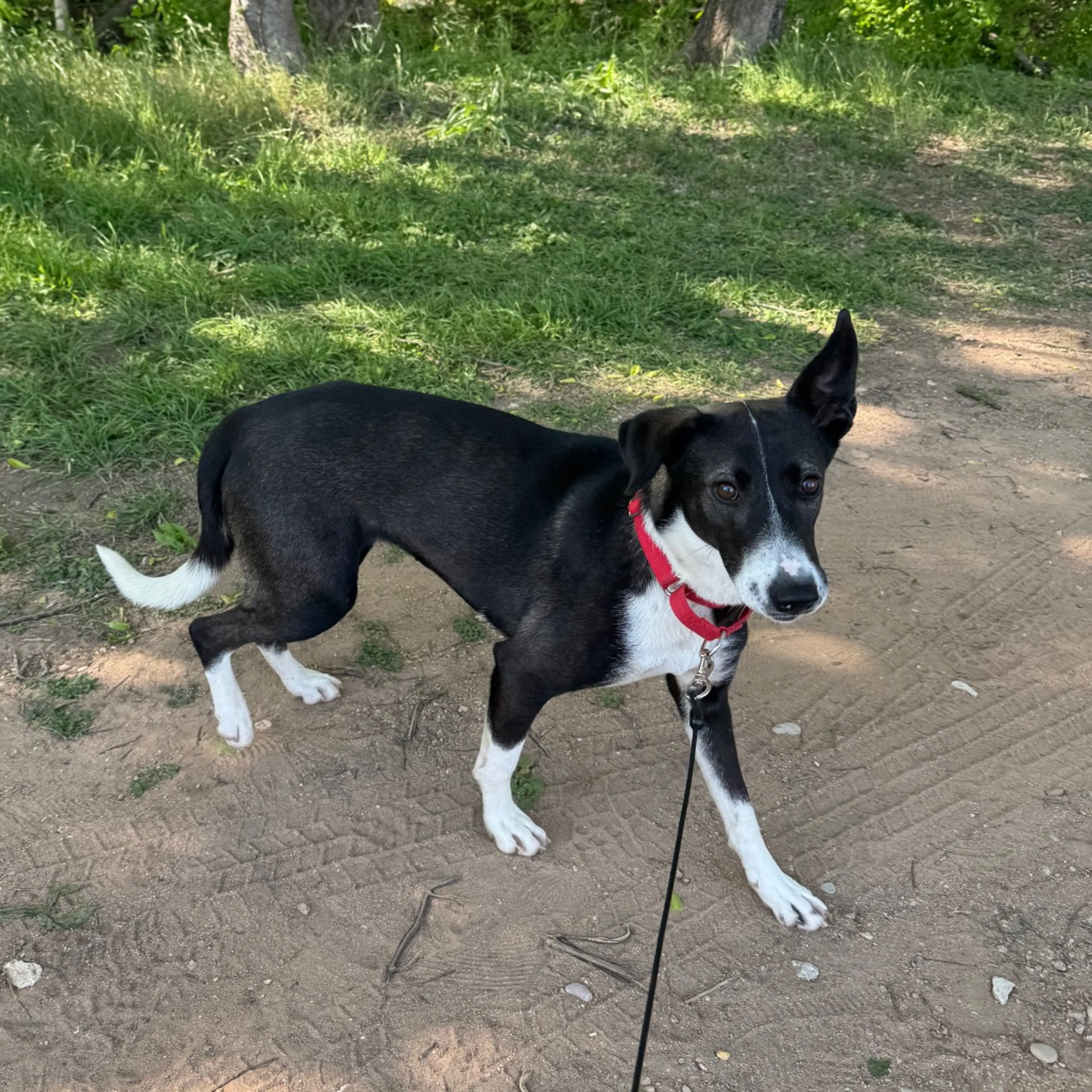 Found pet-10