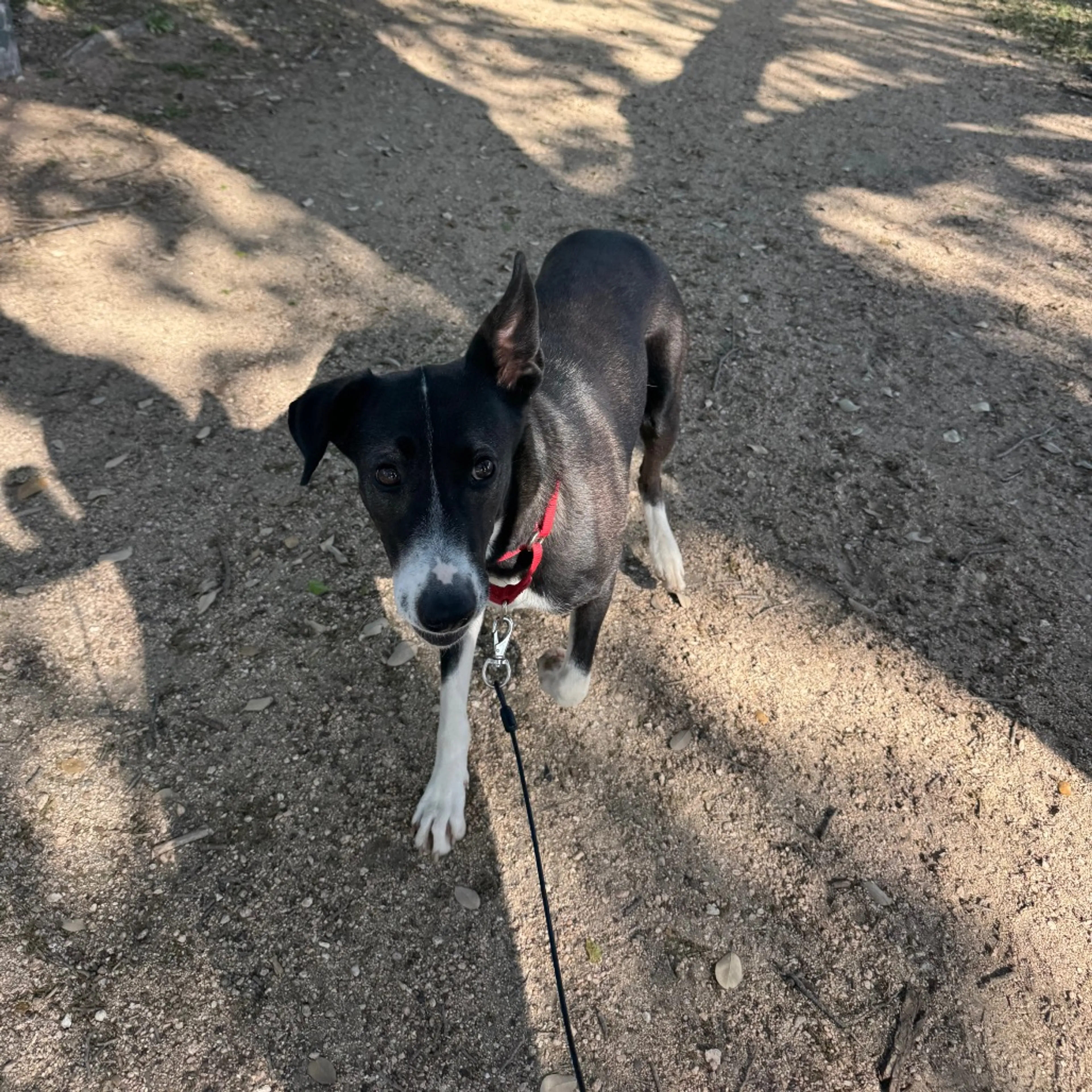 Found pet-8