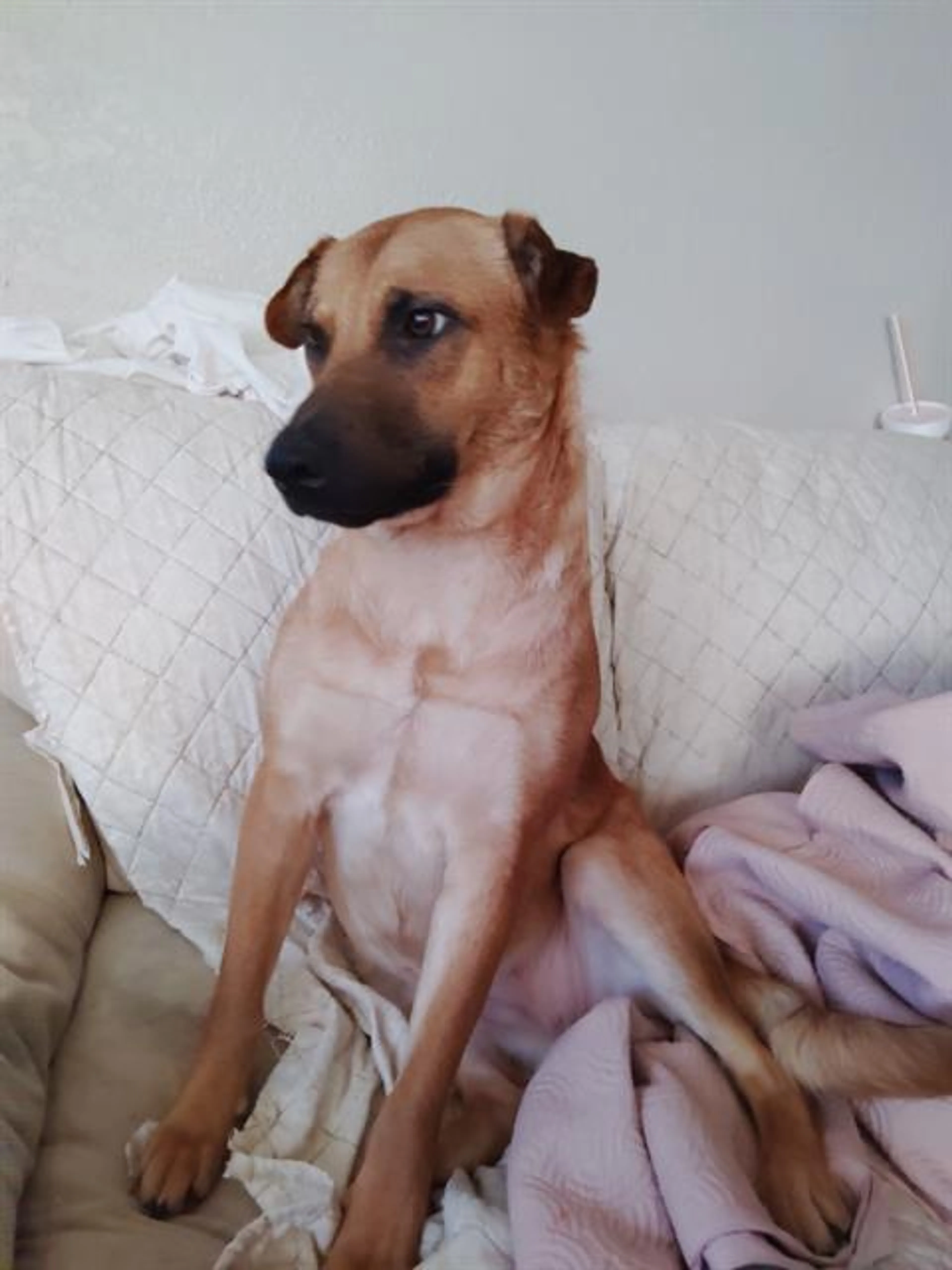 Found pet