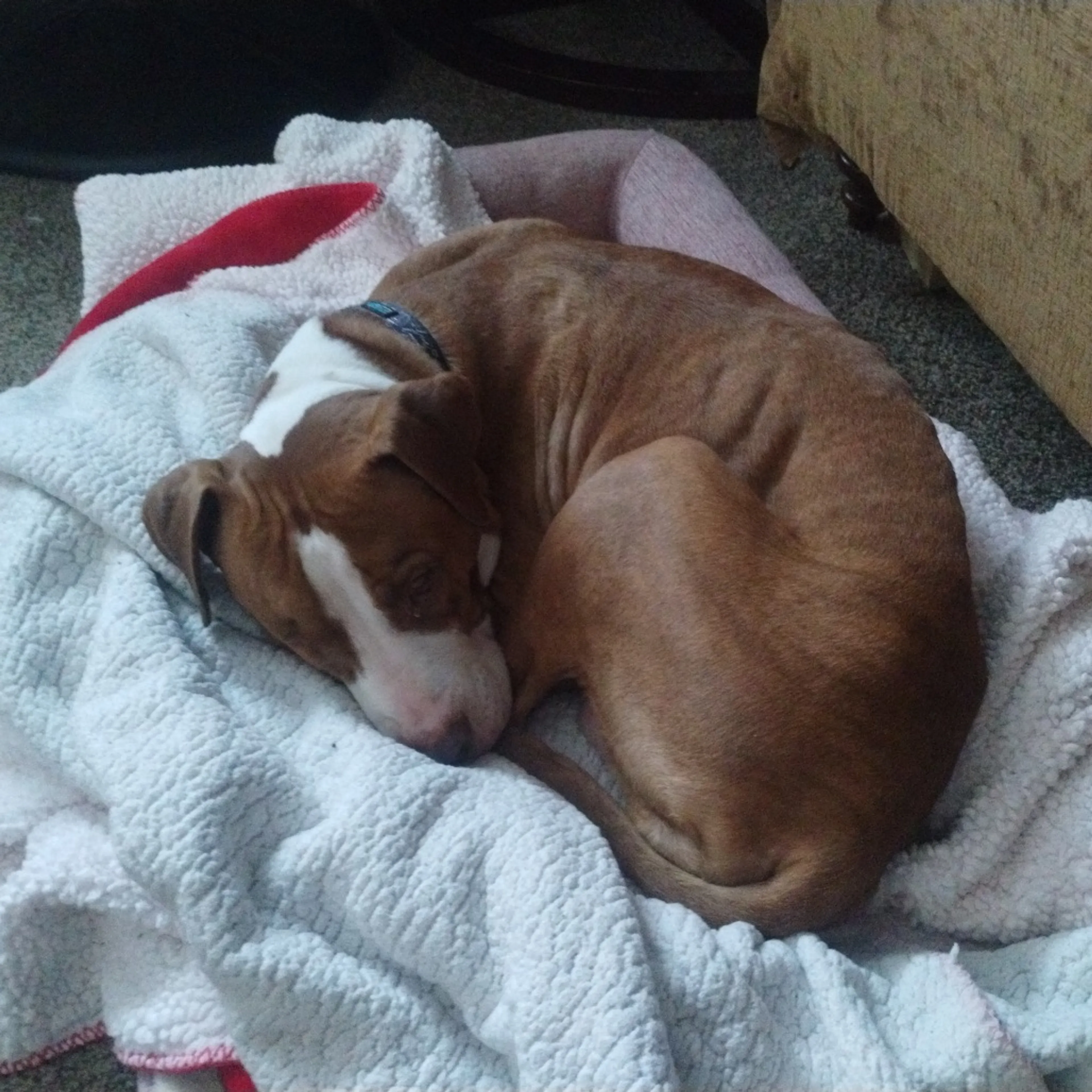 Found pet-72
