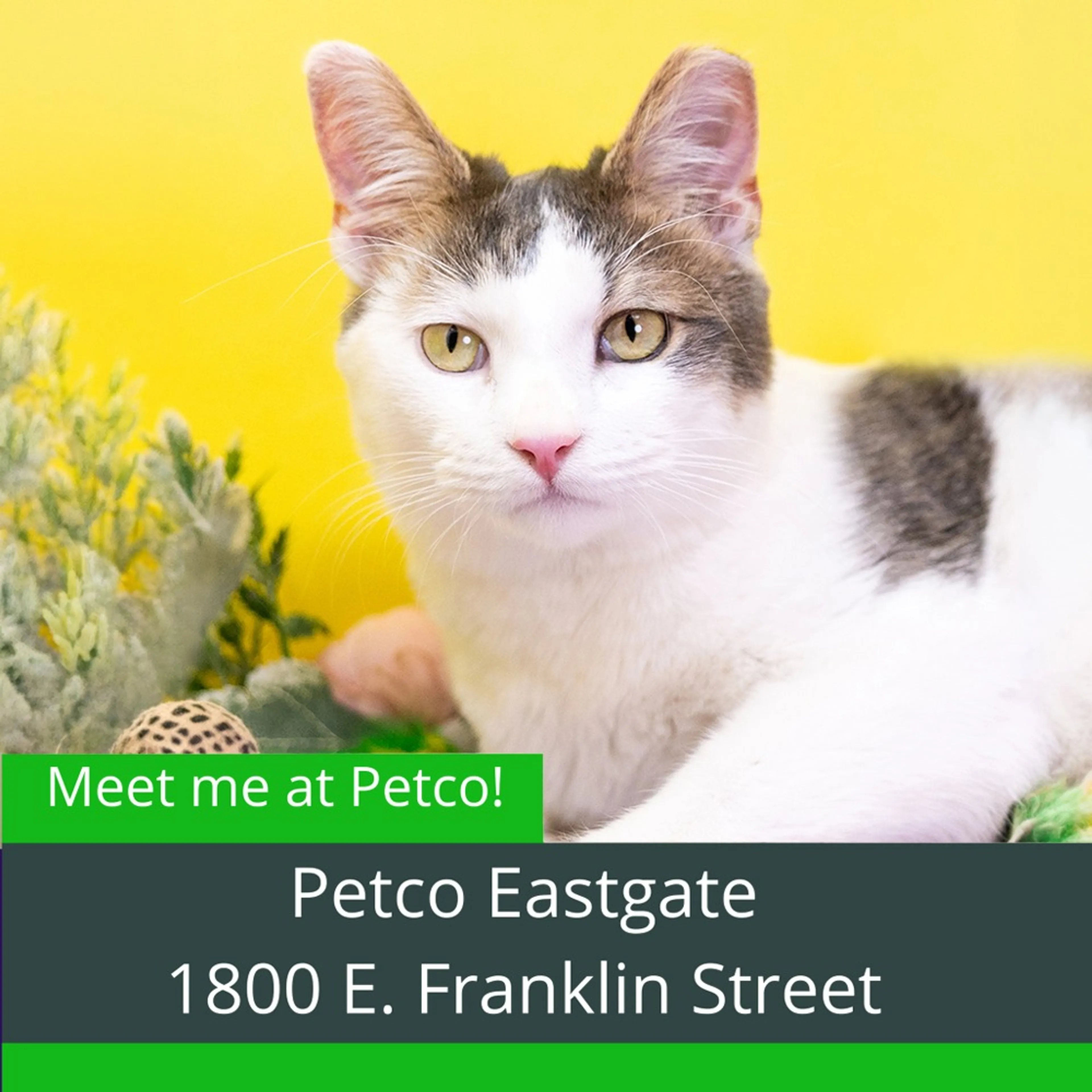 Found pet-0