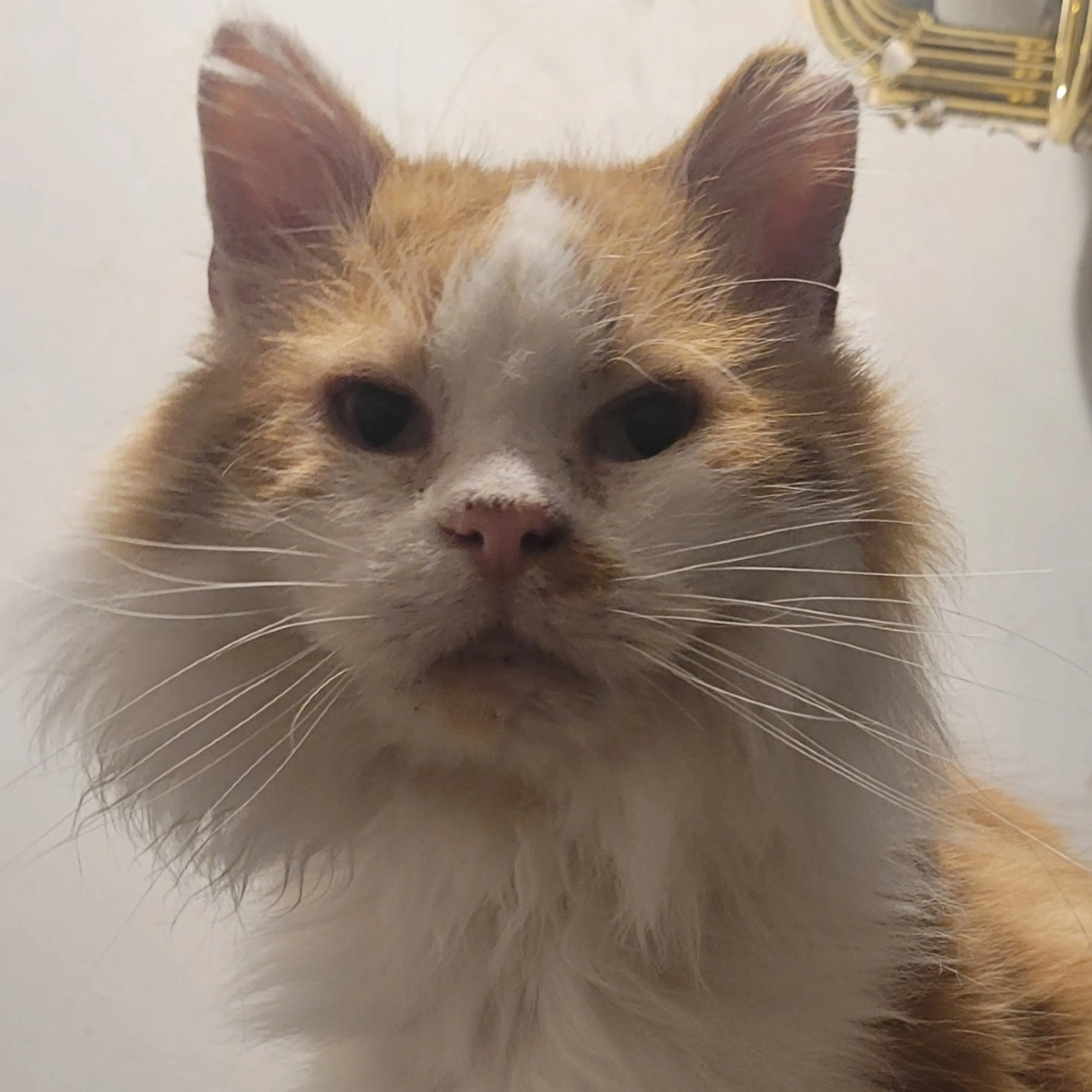 Found pet