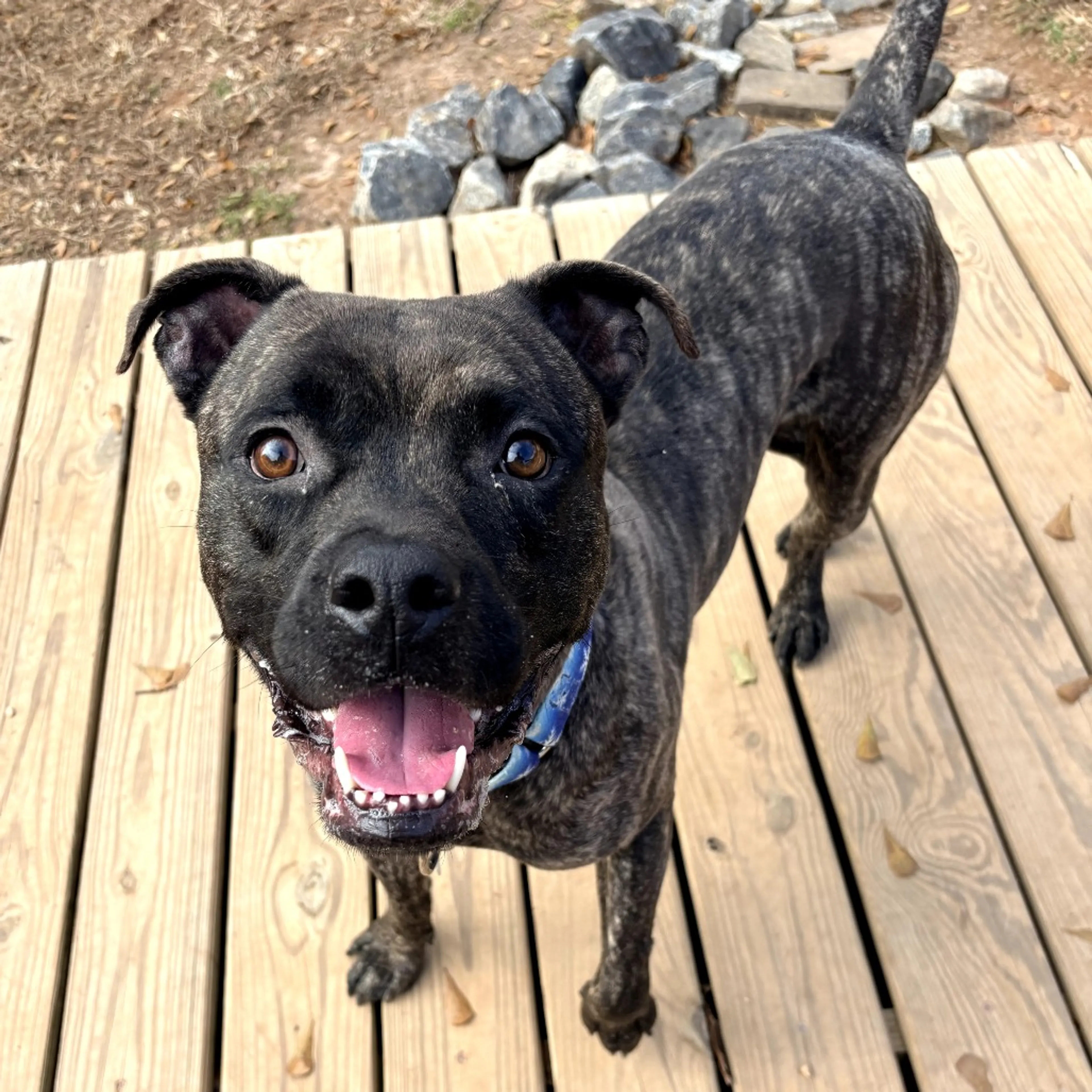 Found pet-3
