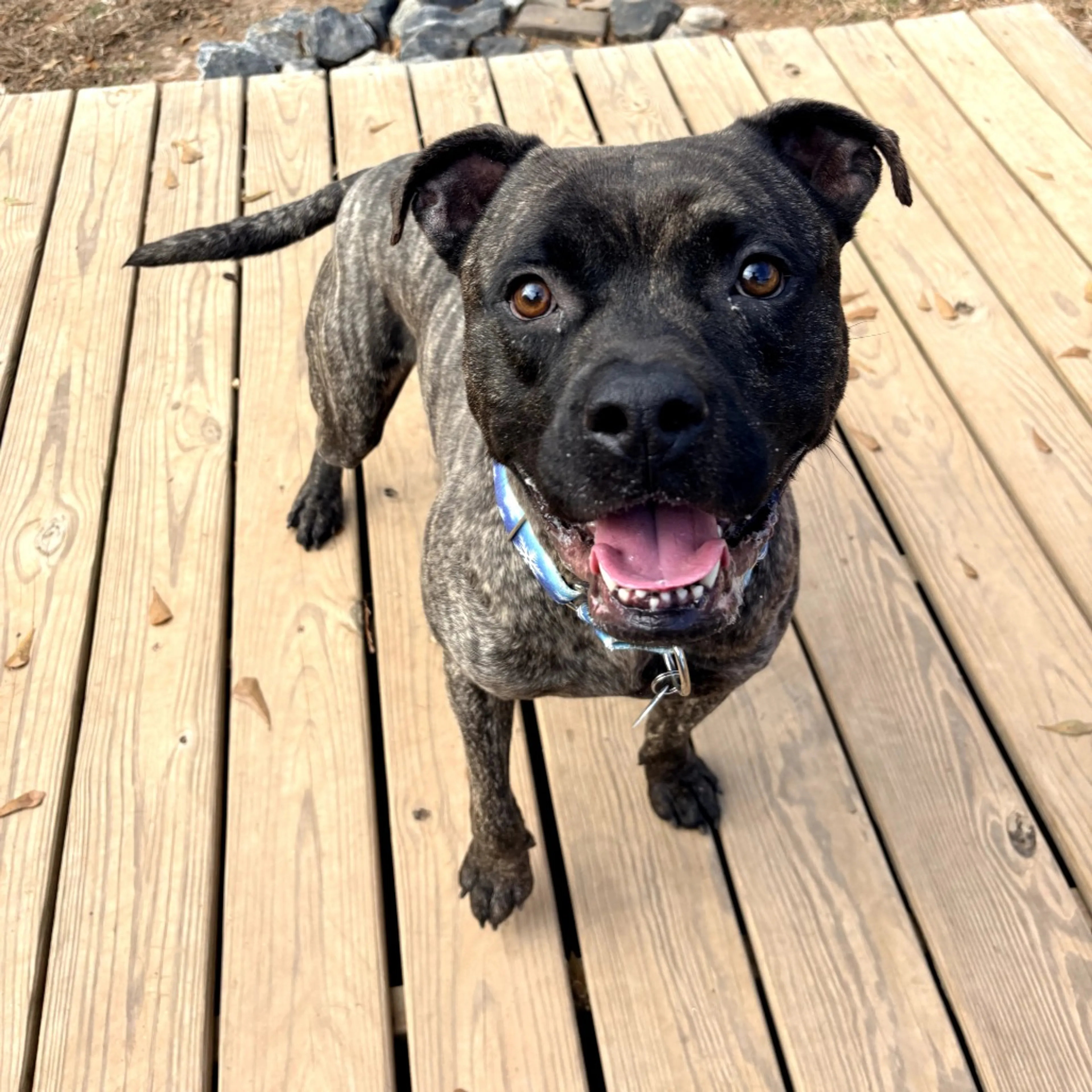 Found pet-2
