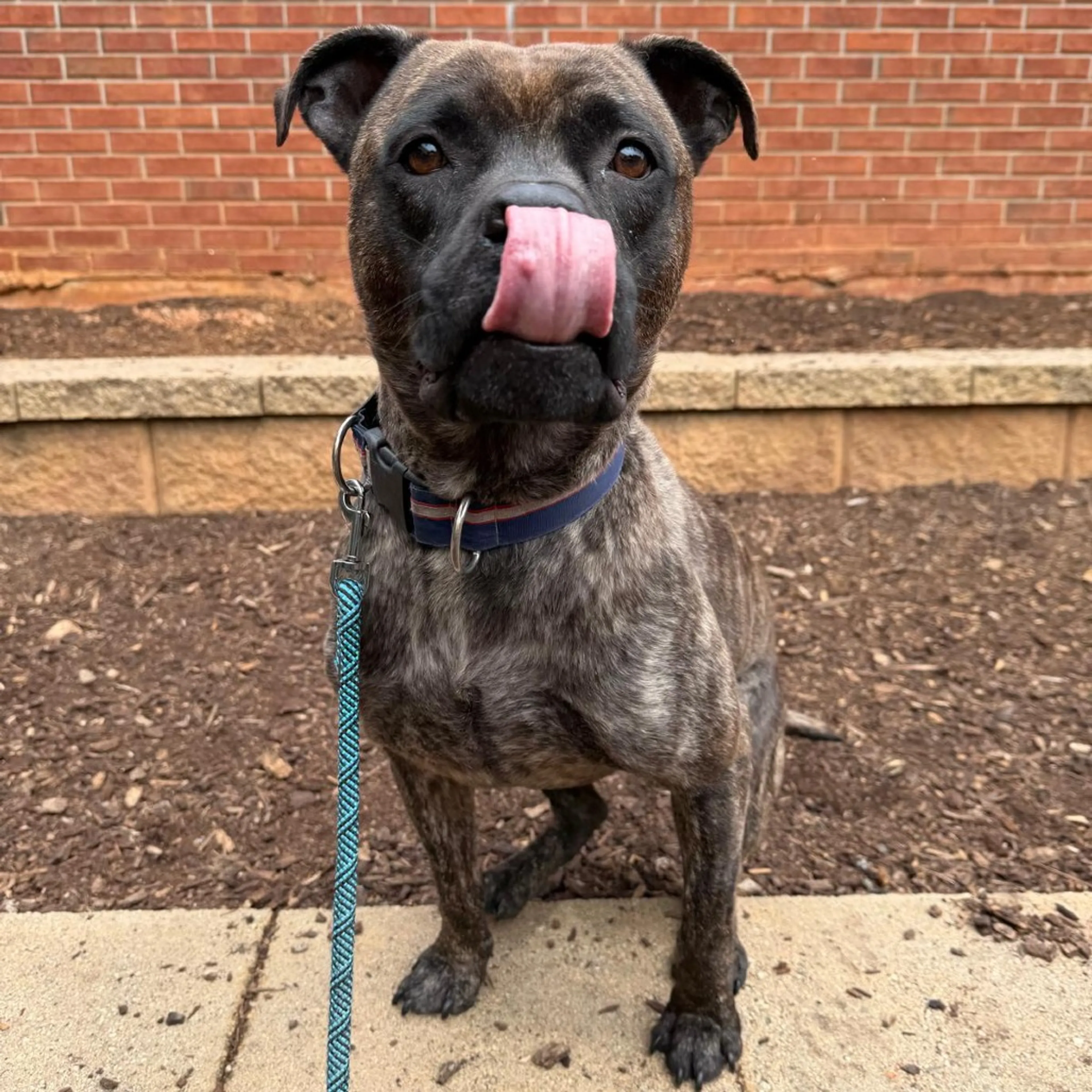 Found pet-11