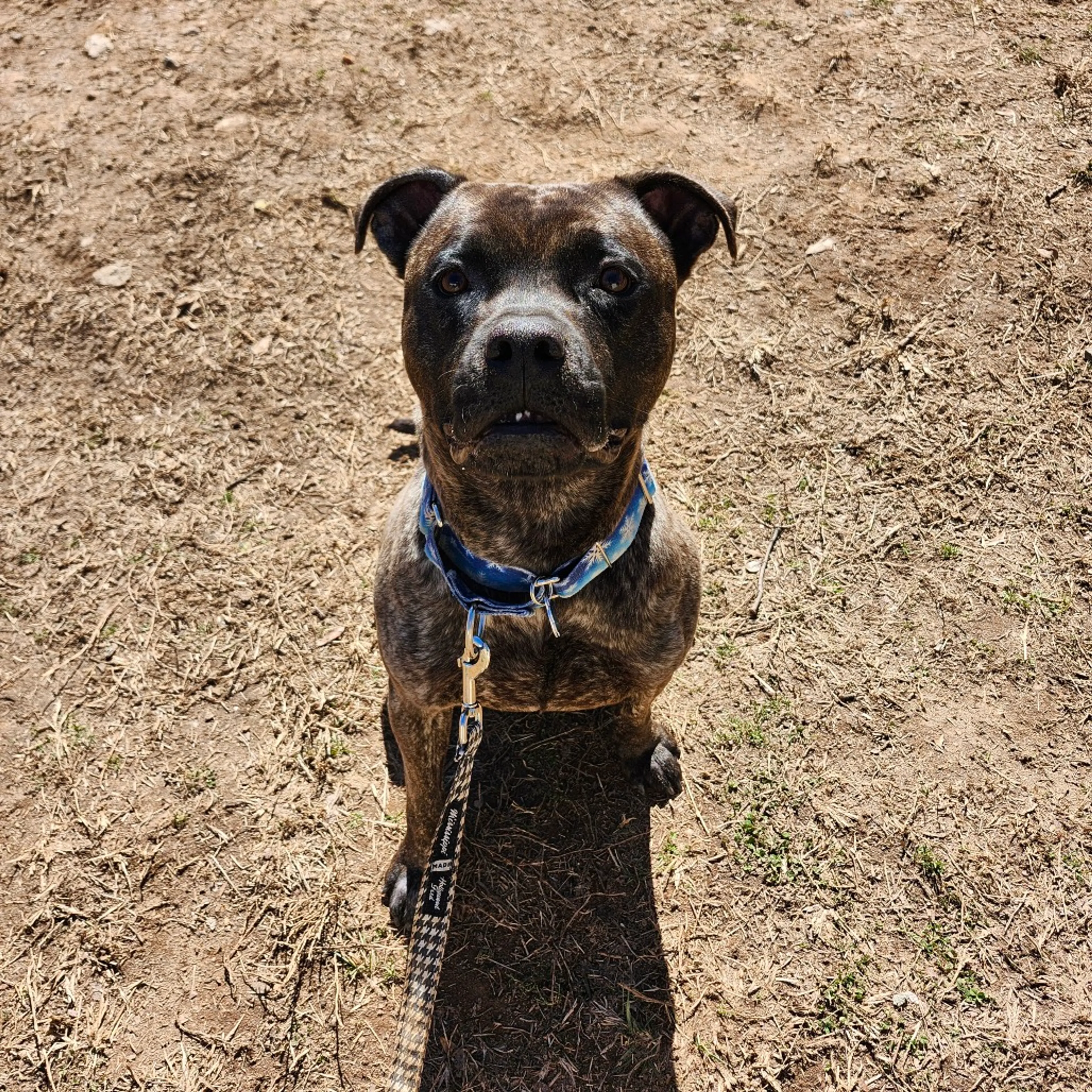 Found pet-8