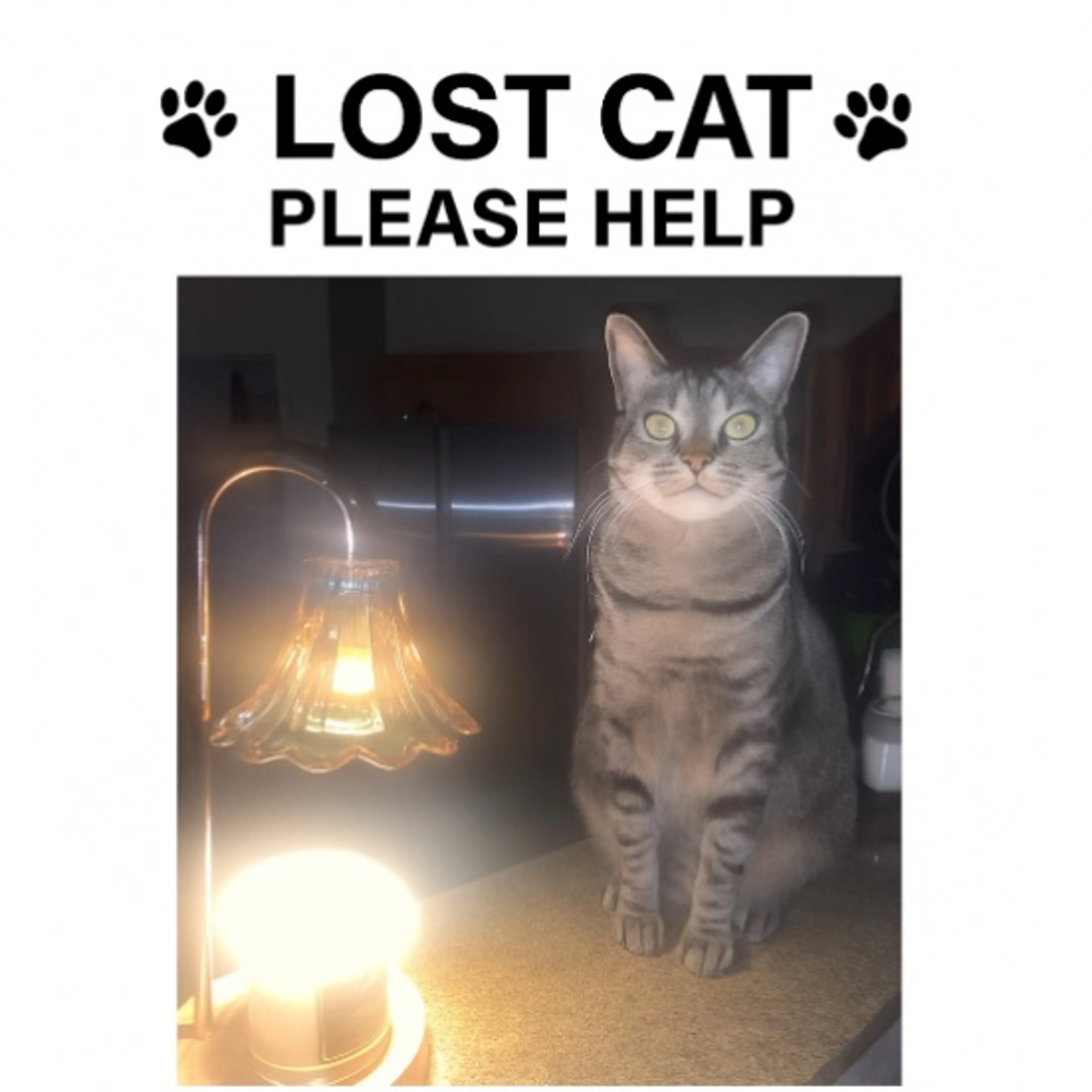 Lost pet-0