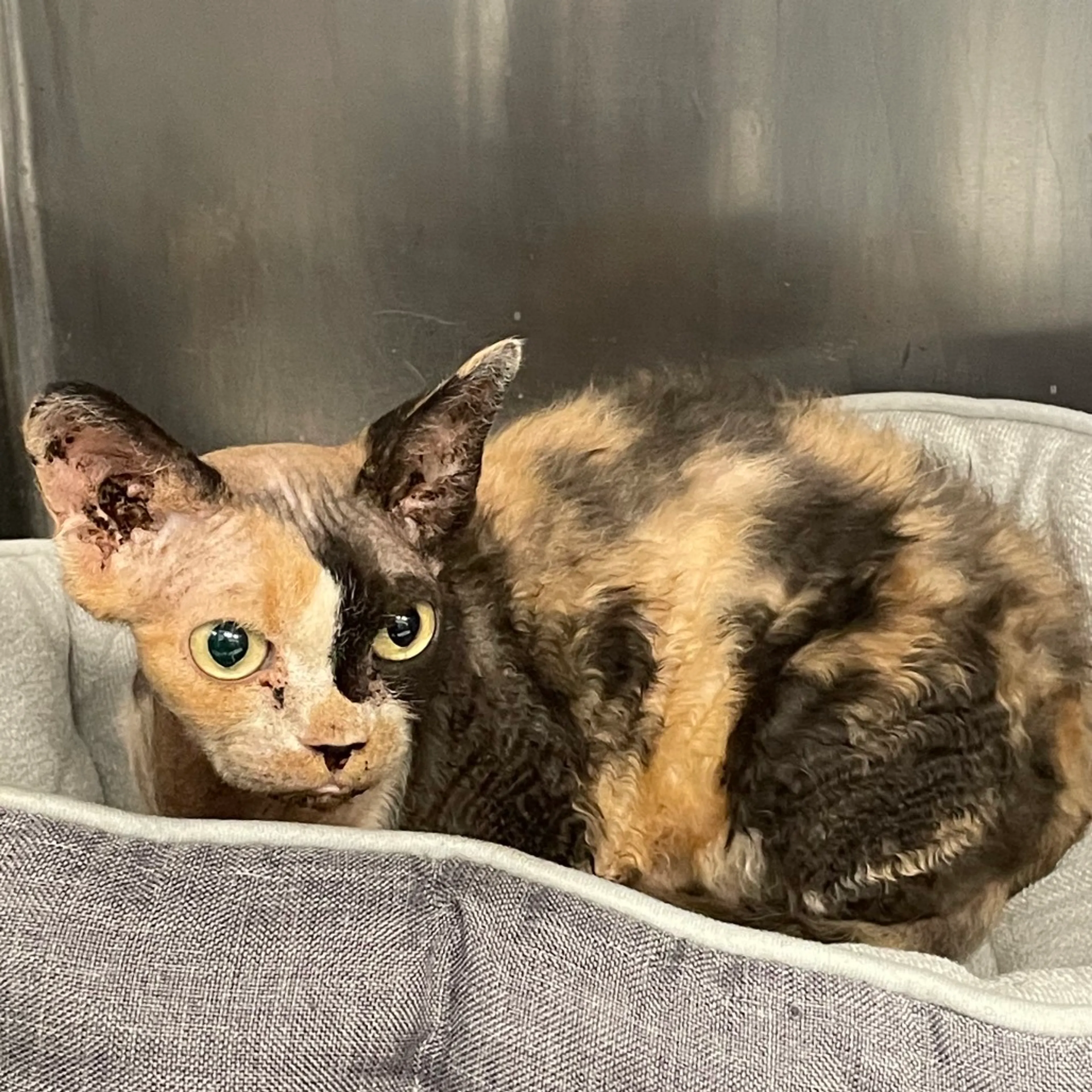 Found pet