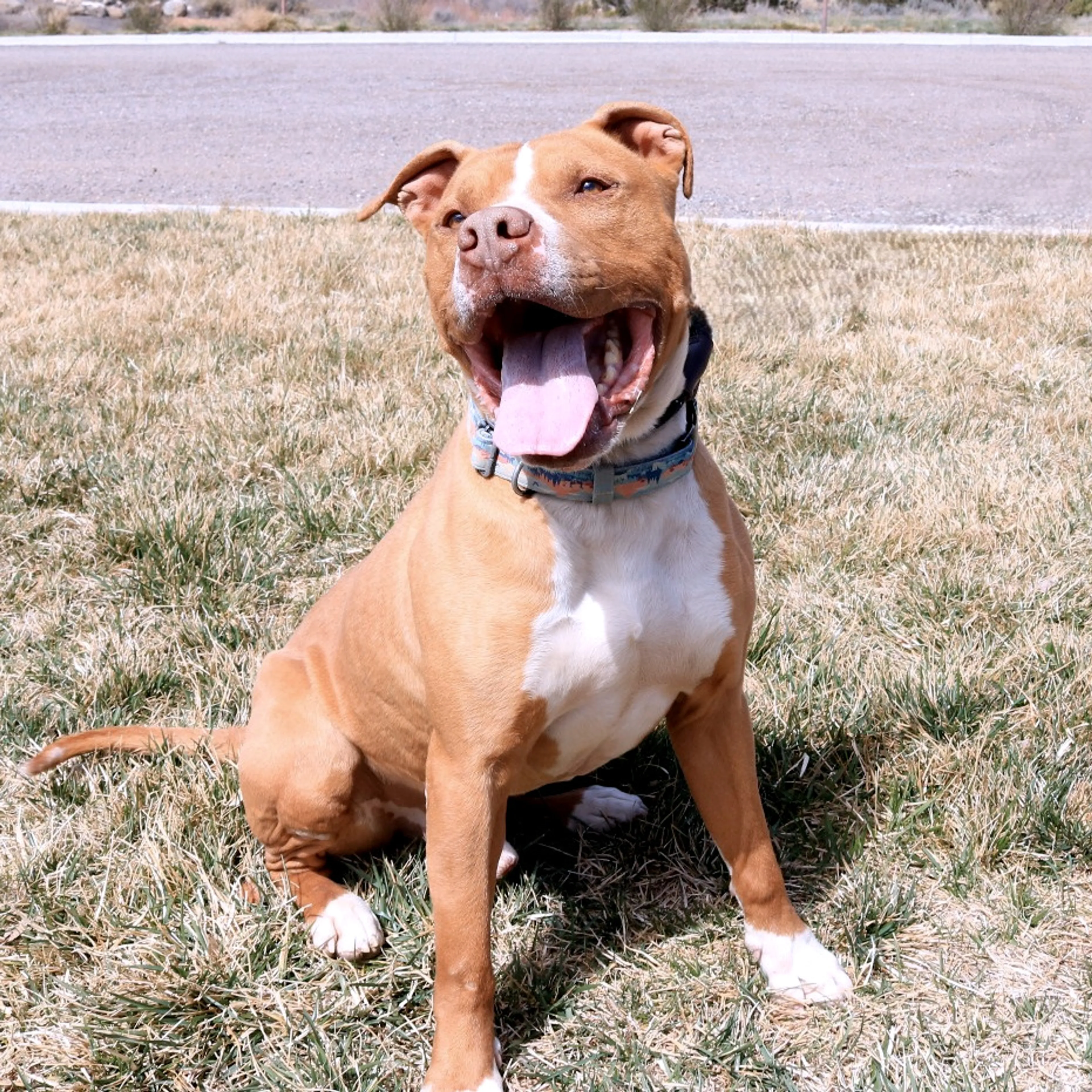 Found pet-11