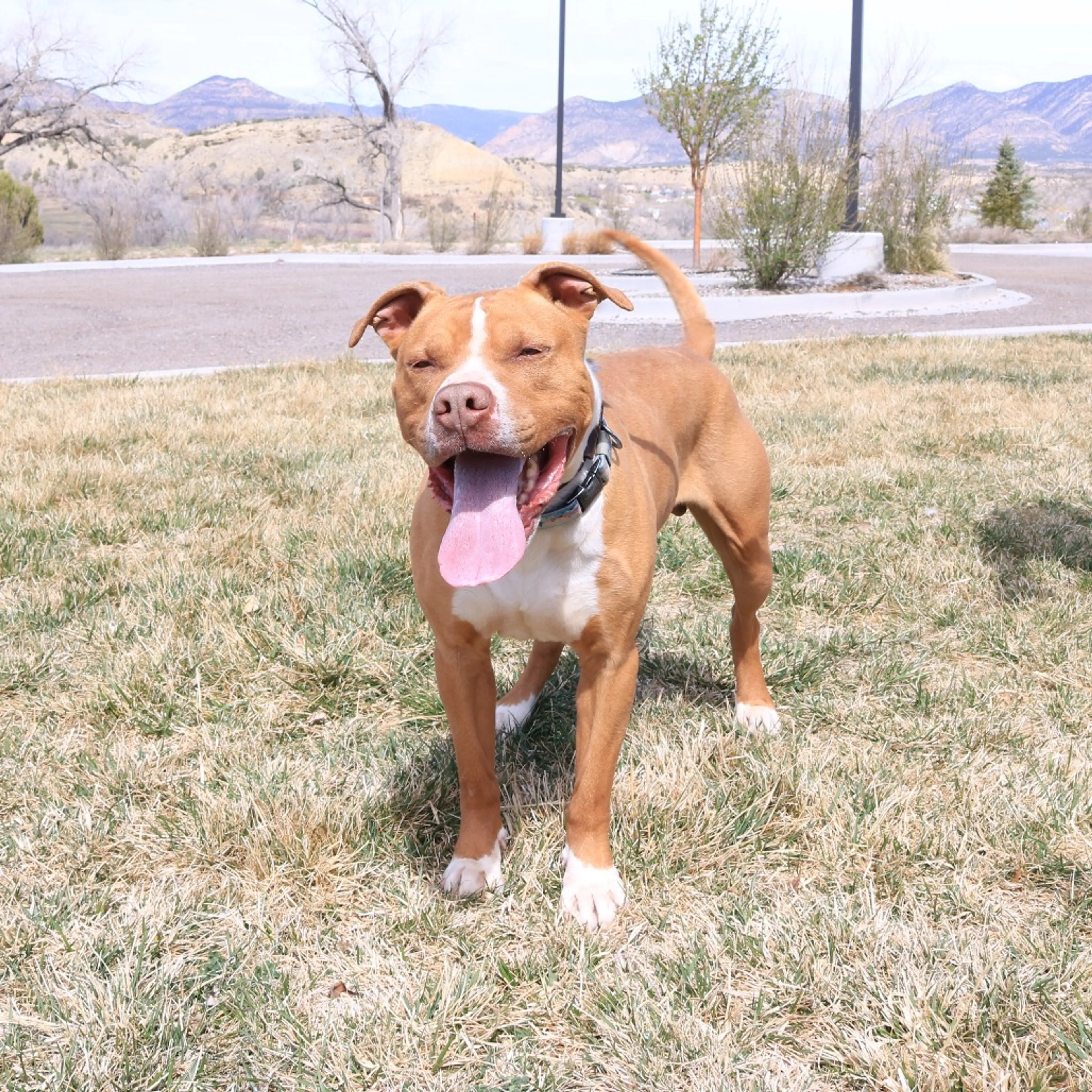 Found pet-10