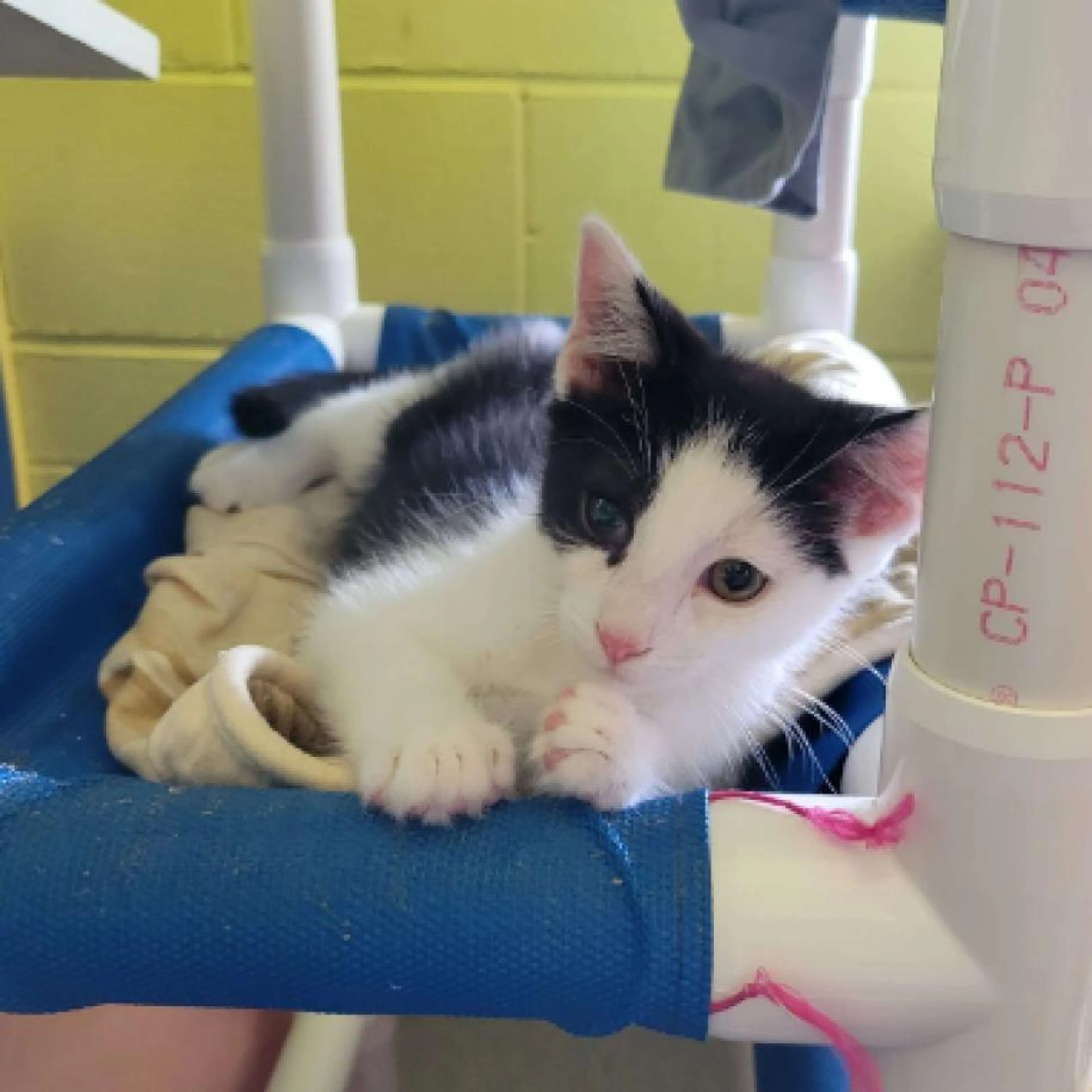 Found pet-2