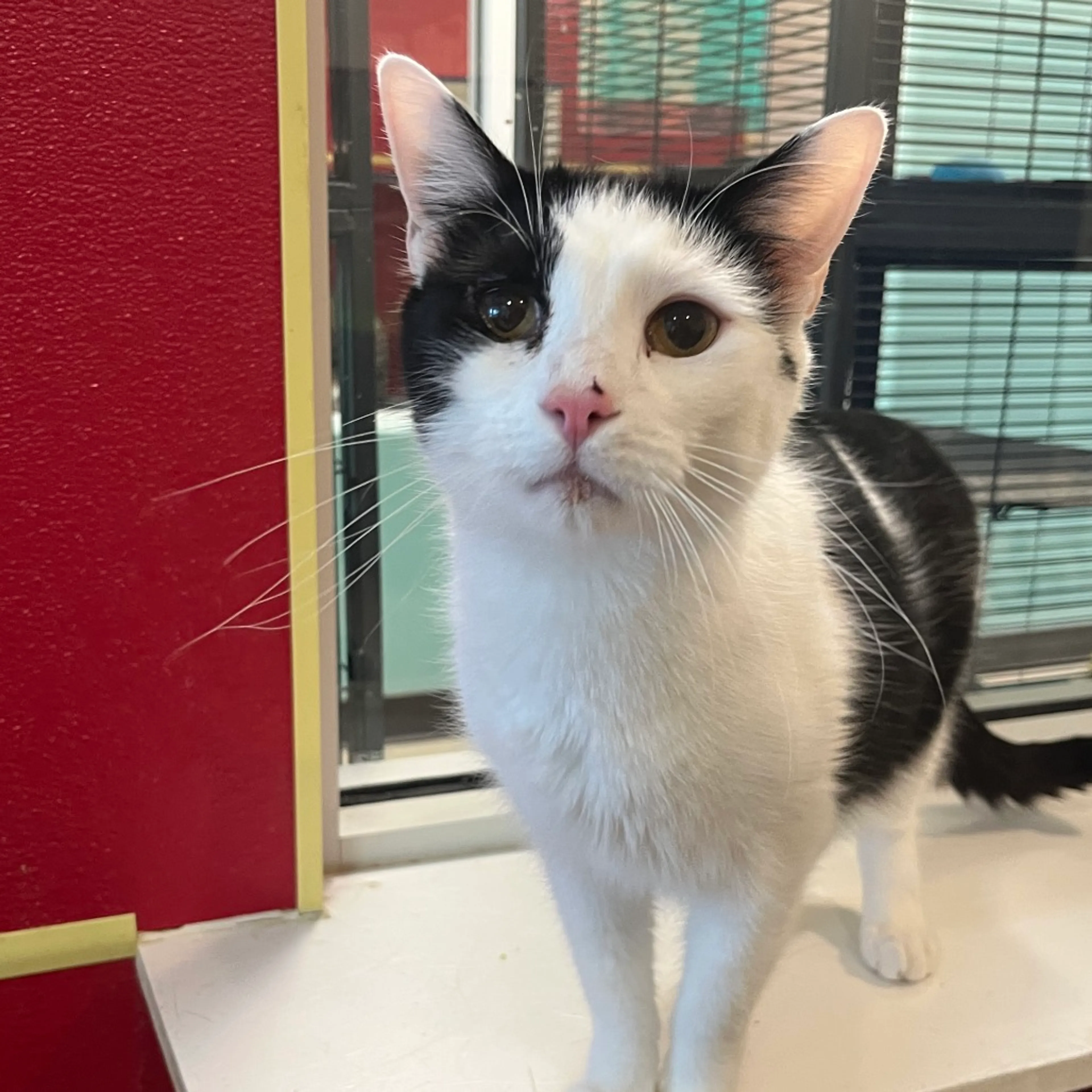 Found pet-3