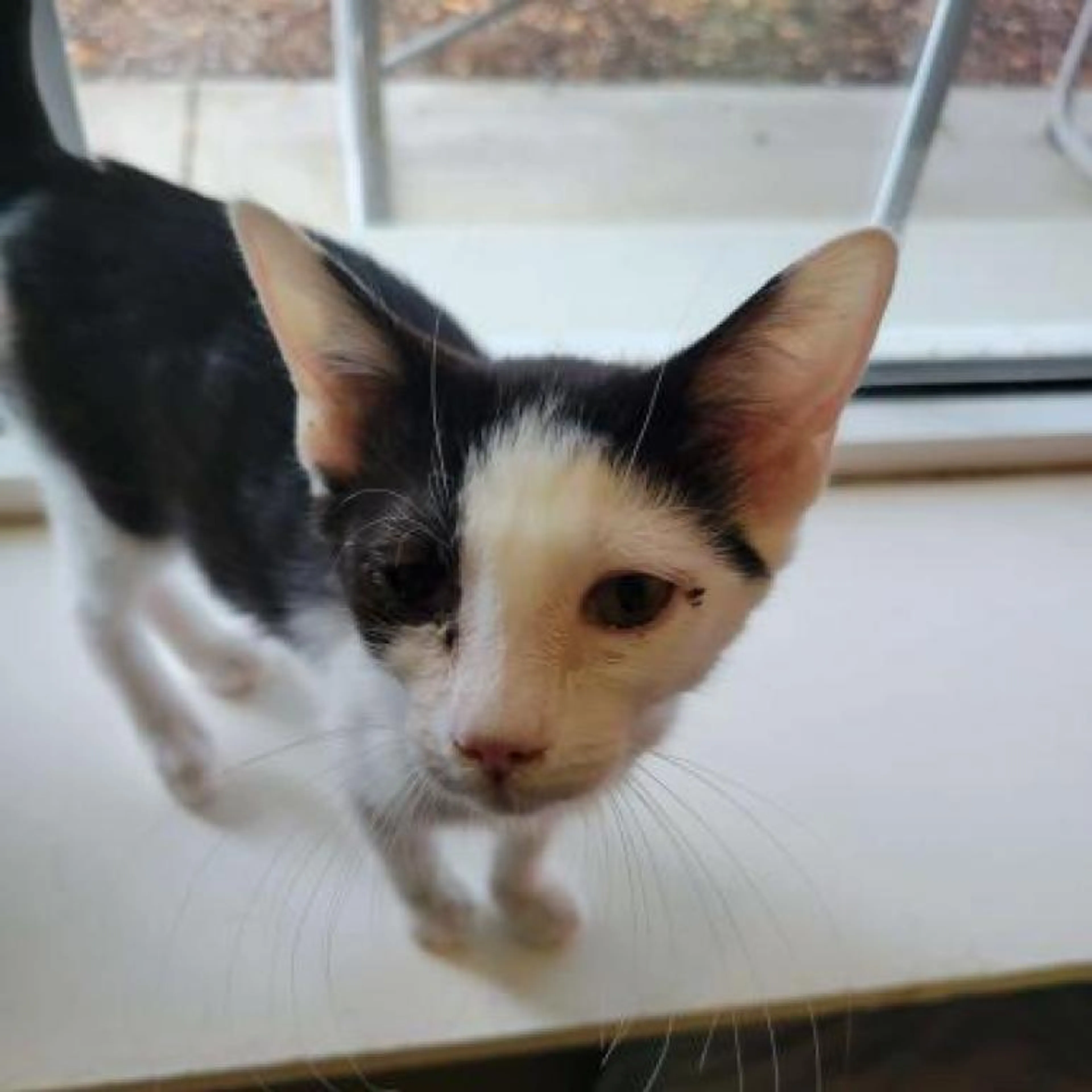 Found pet-1
