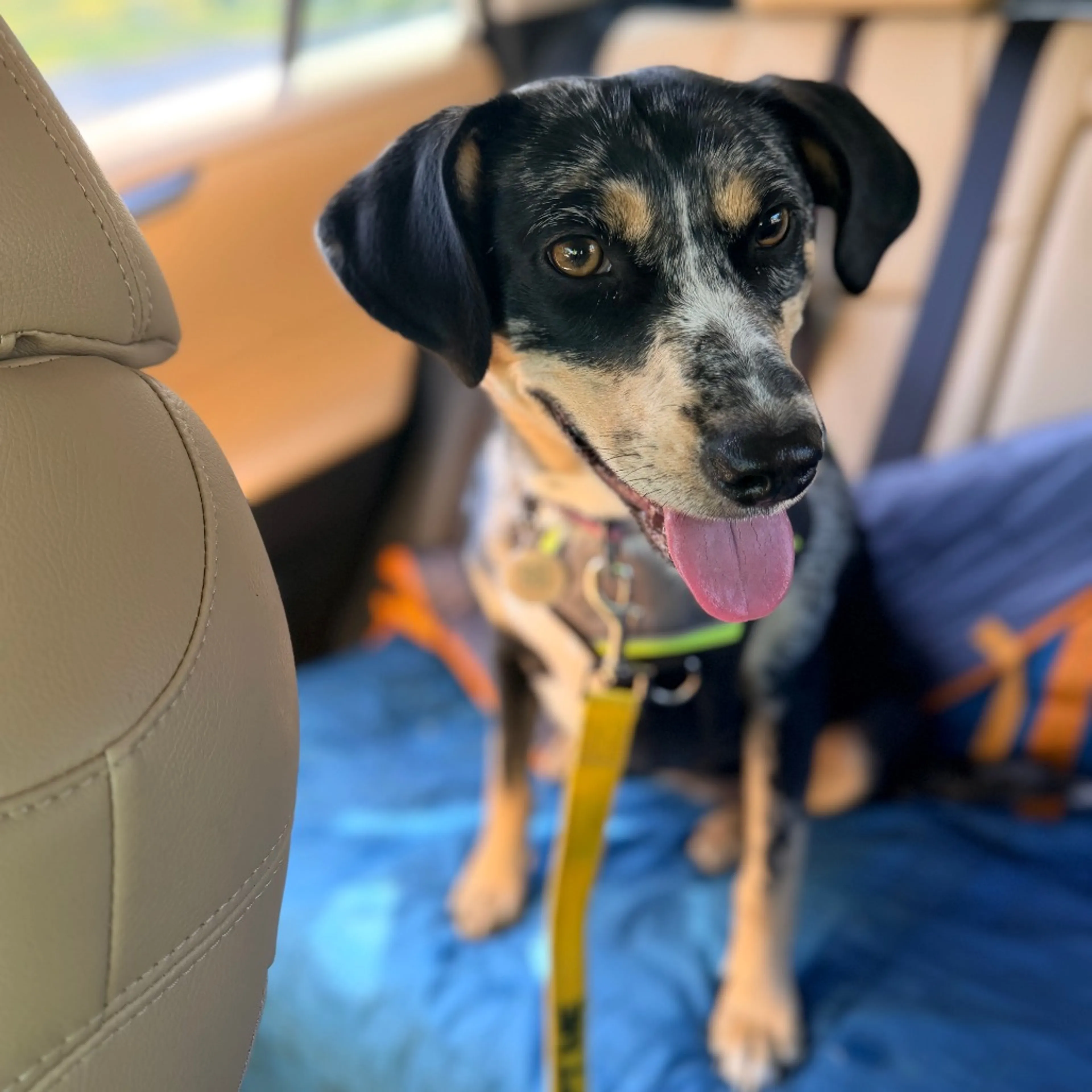 Found pet-25