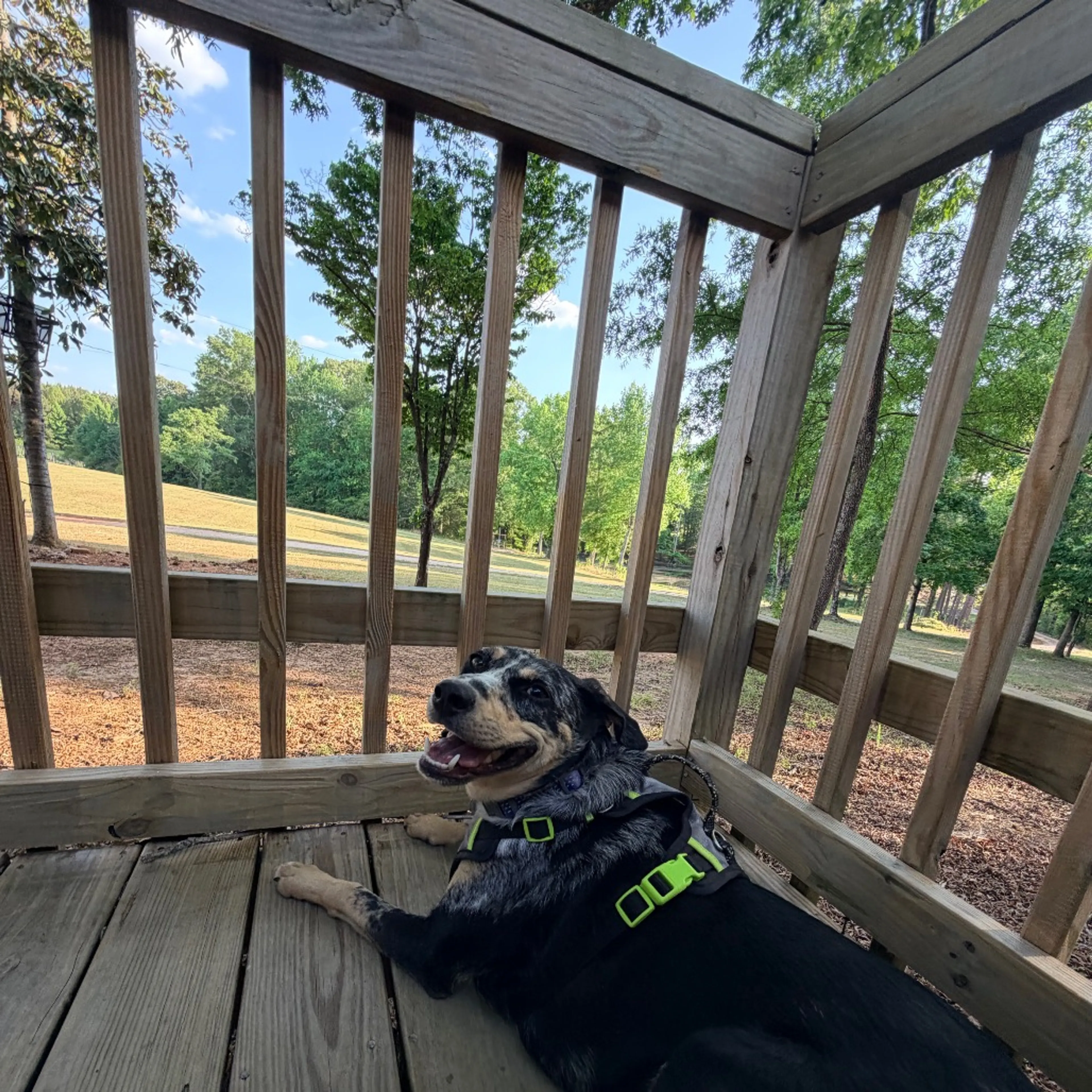 Found pet-28