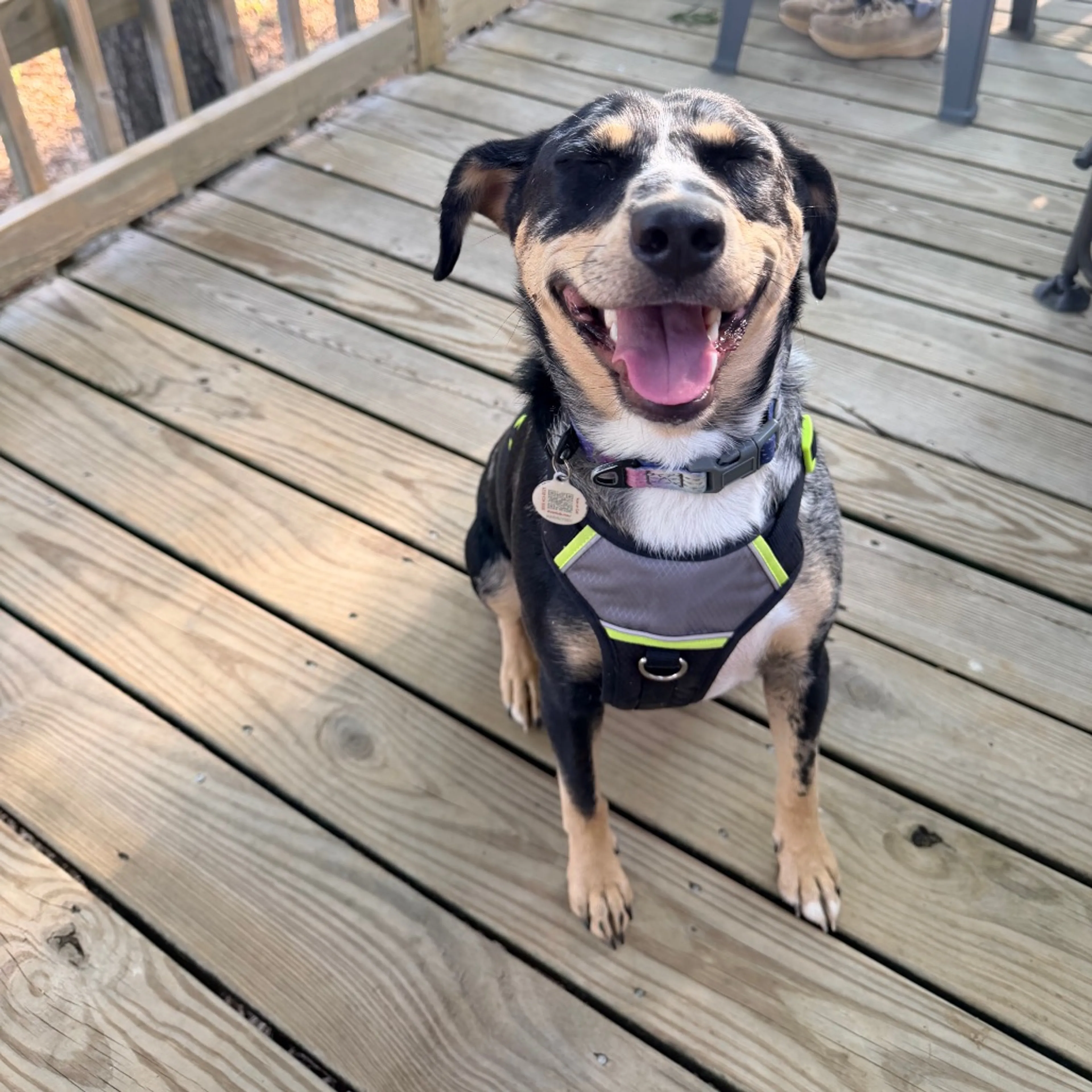 Found pet-24