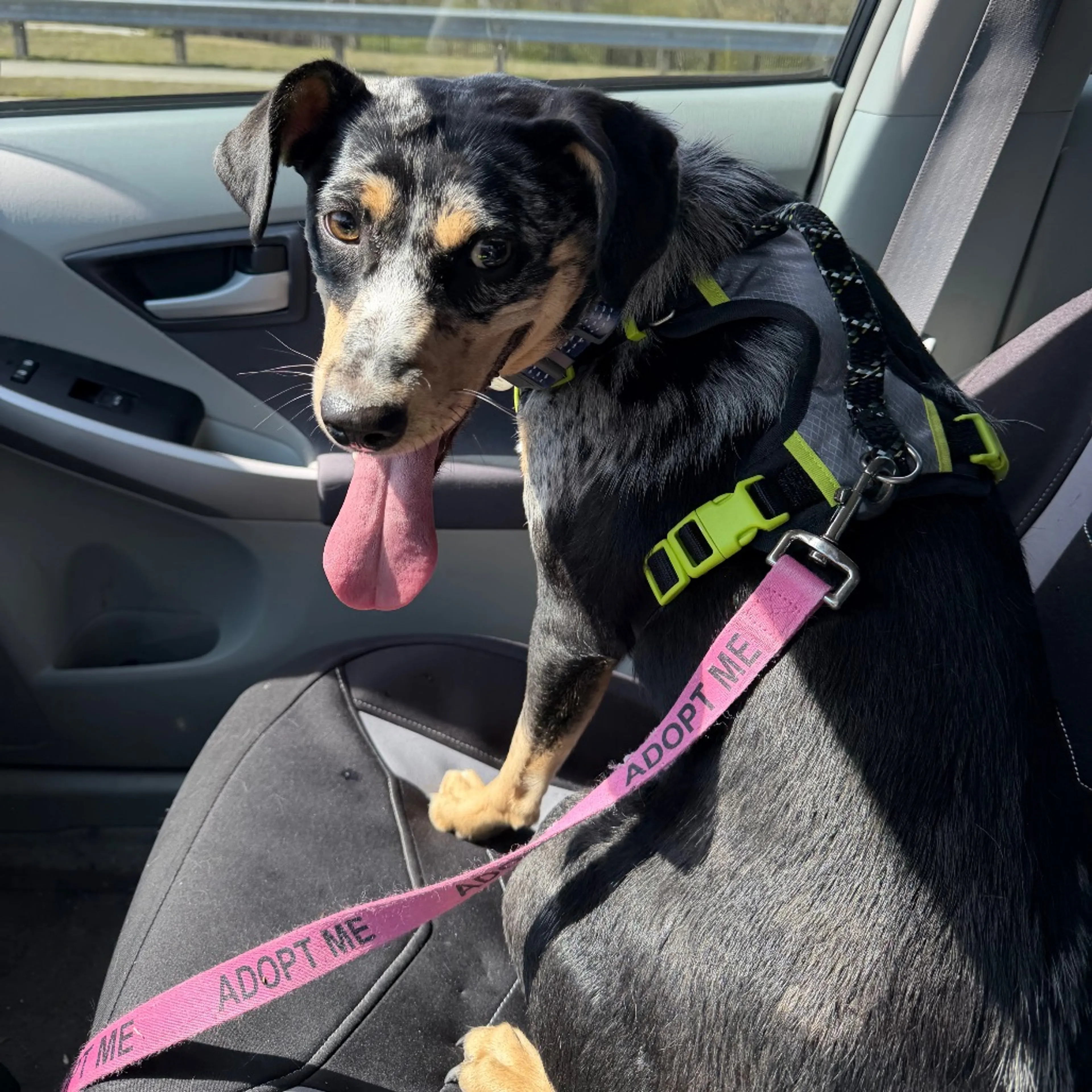 Found pet-17