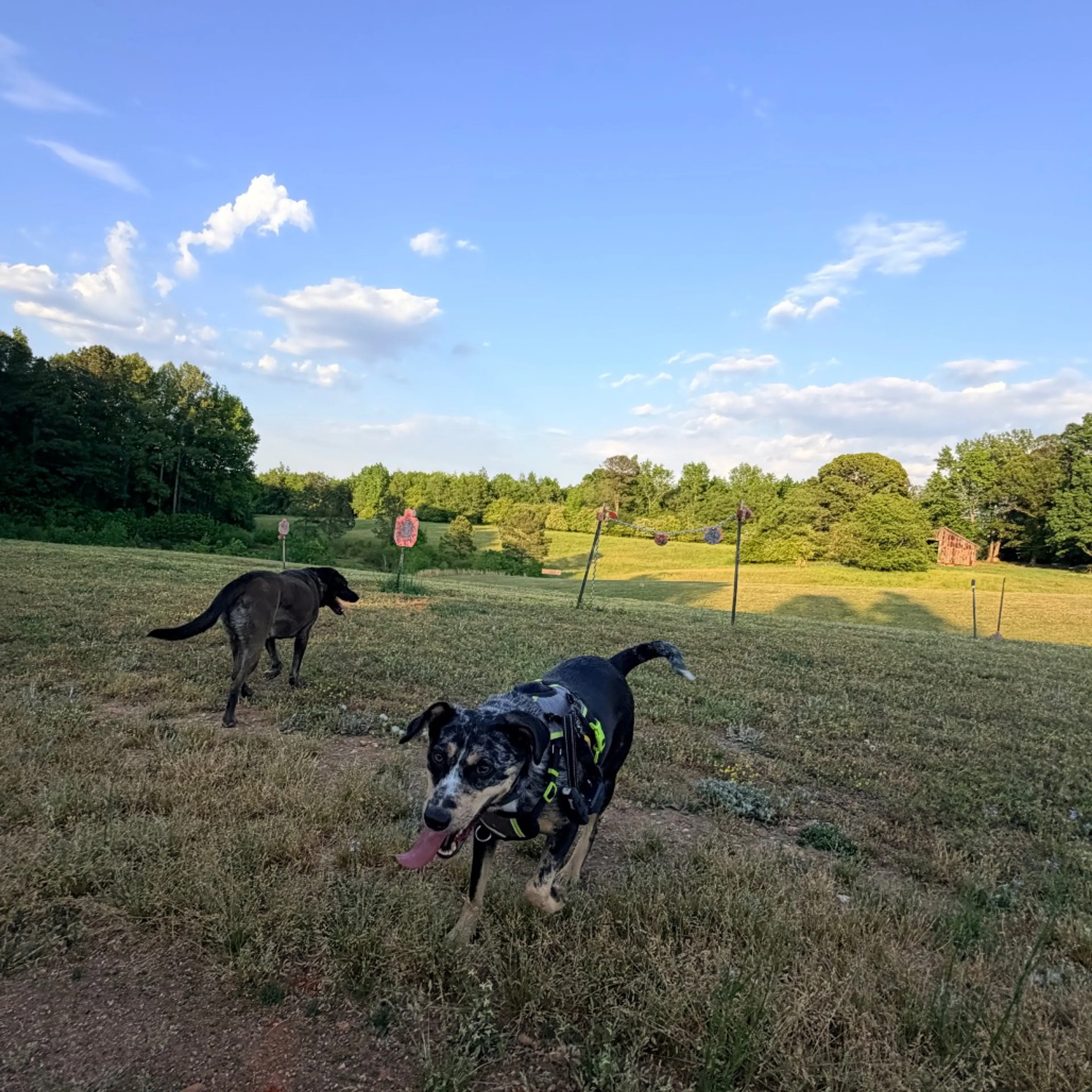 Found pet-30