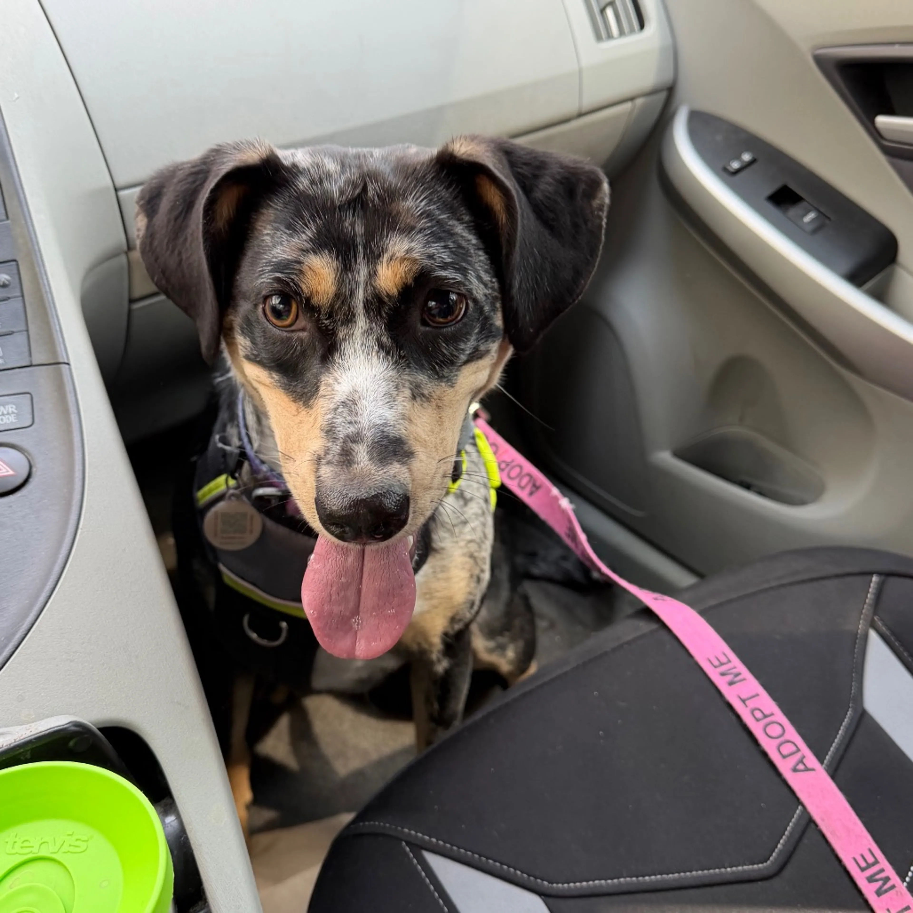 Found pet-16