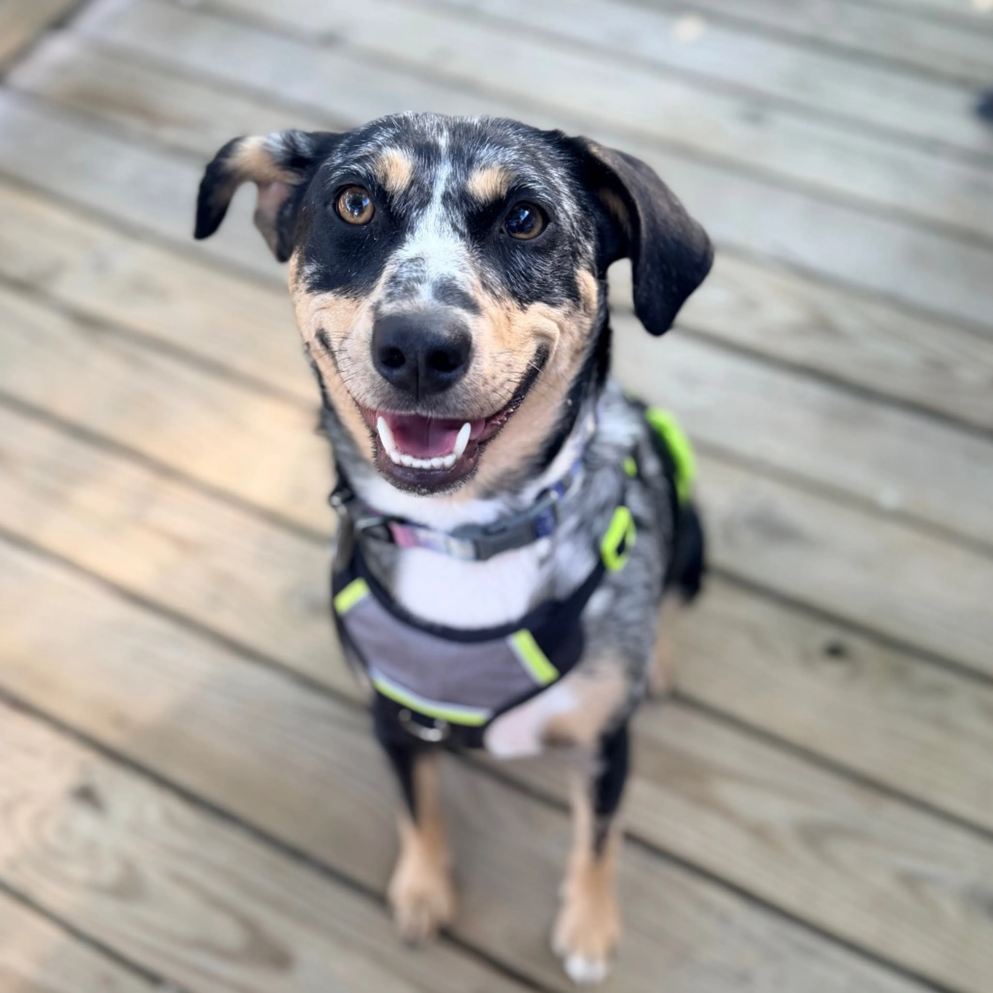 Found pet-23