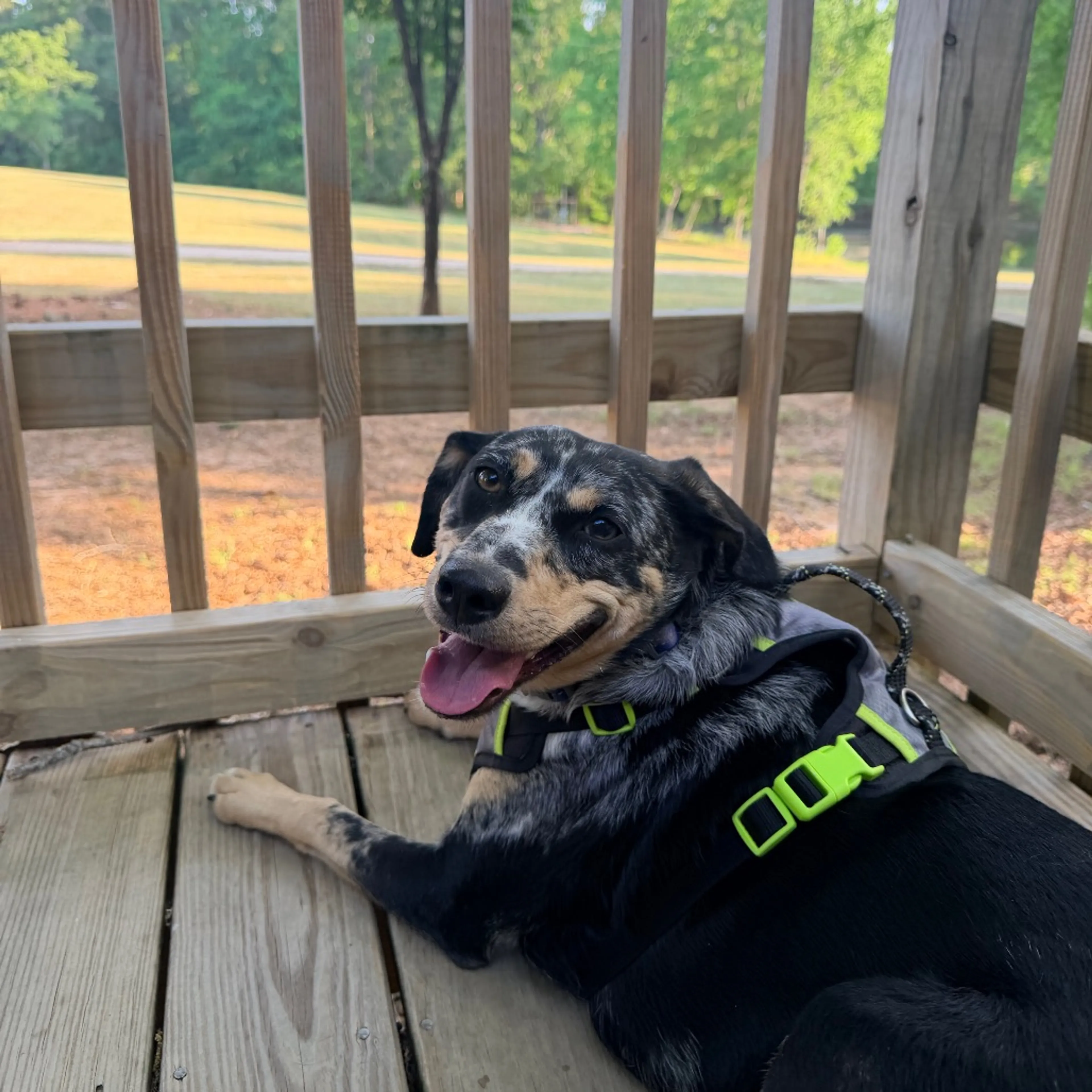 Found pet-27