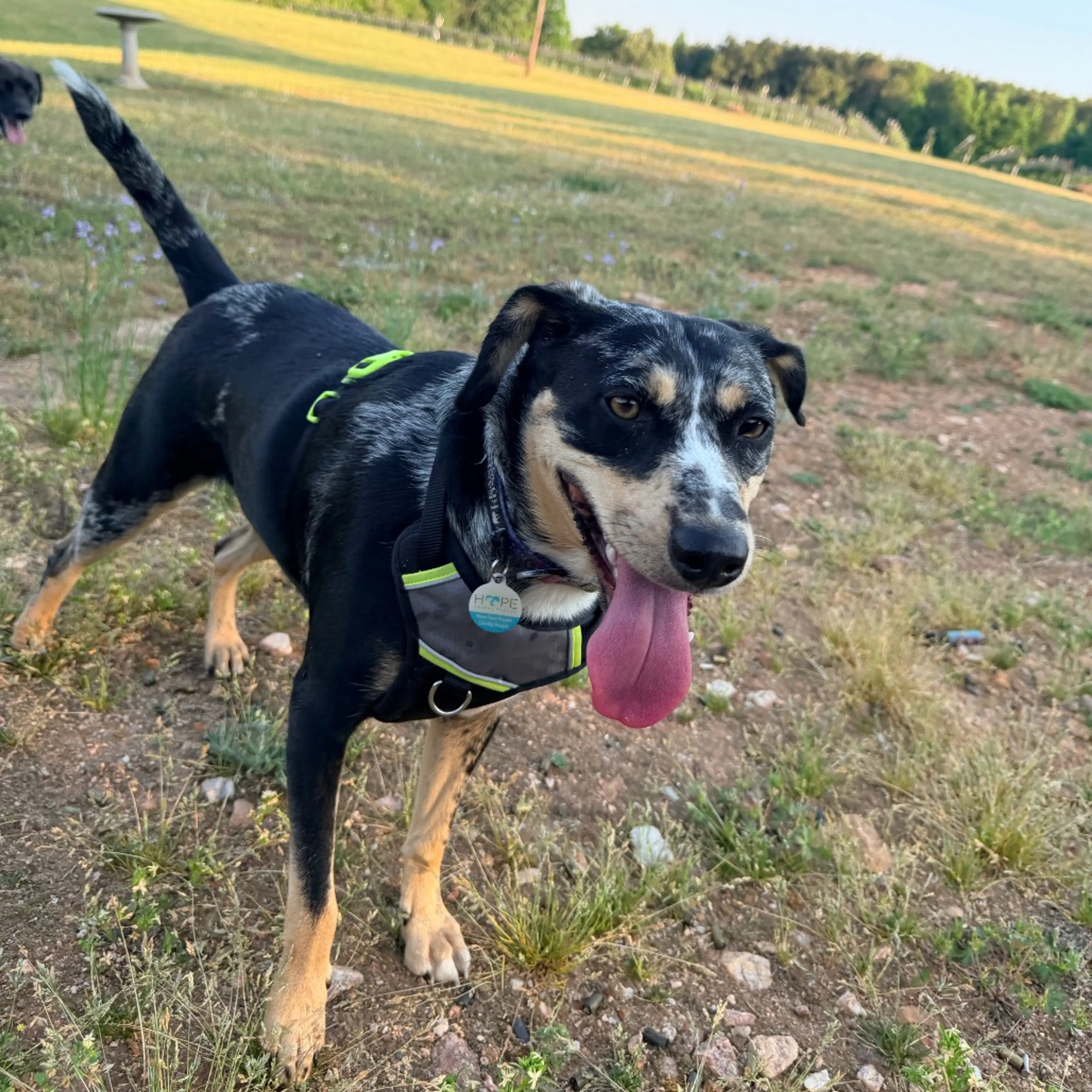 Found pet-29