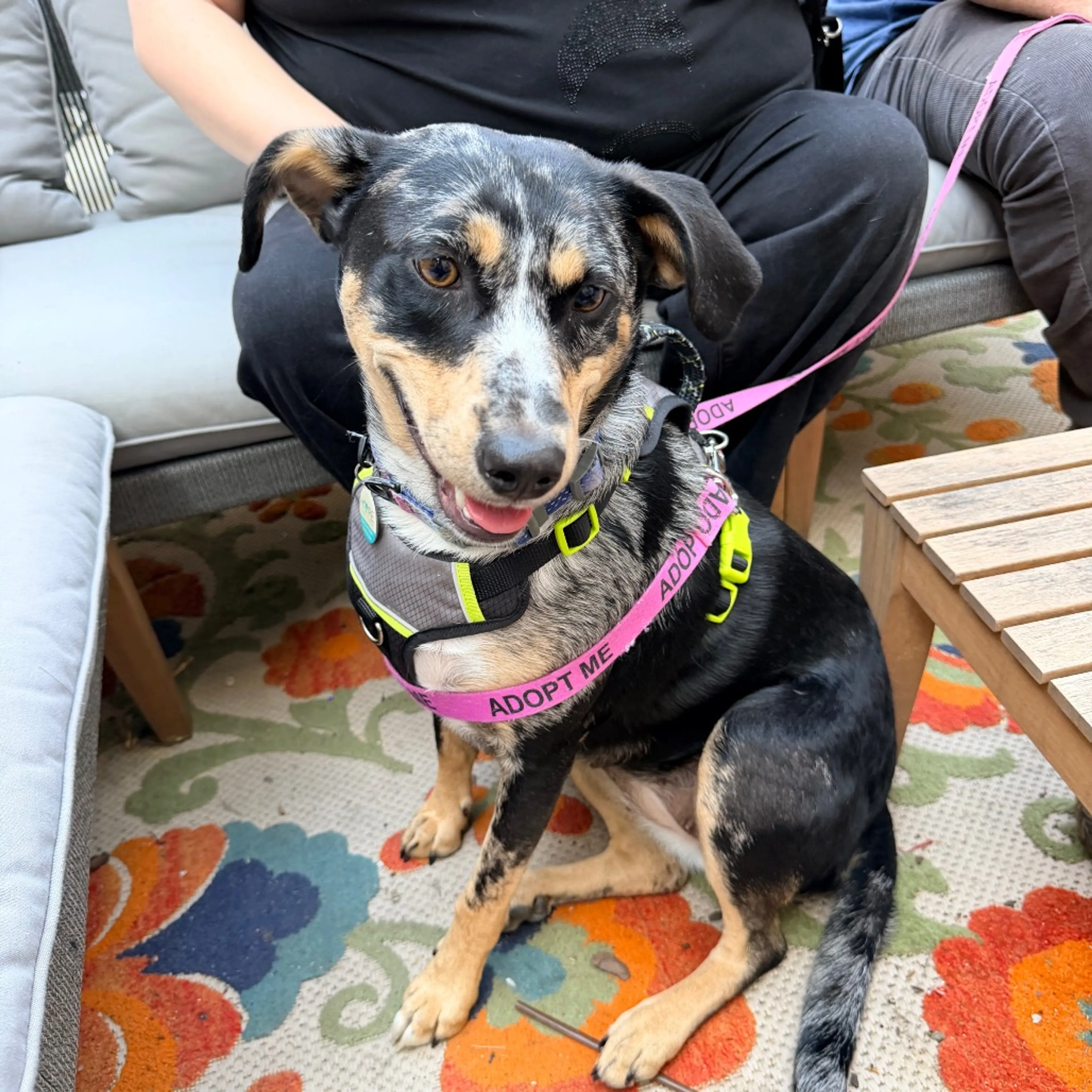 Found pet-26