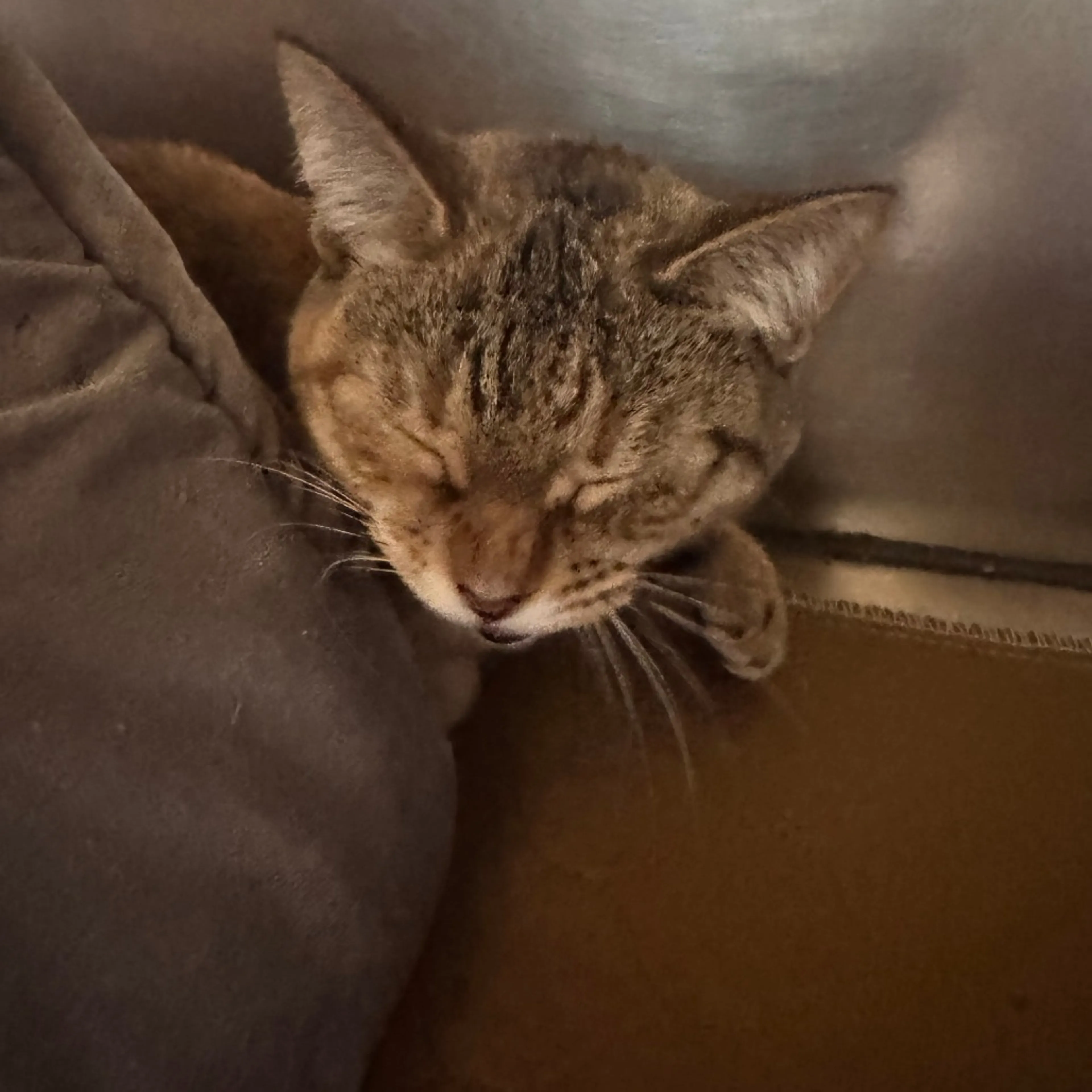 Found pet-1
