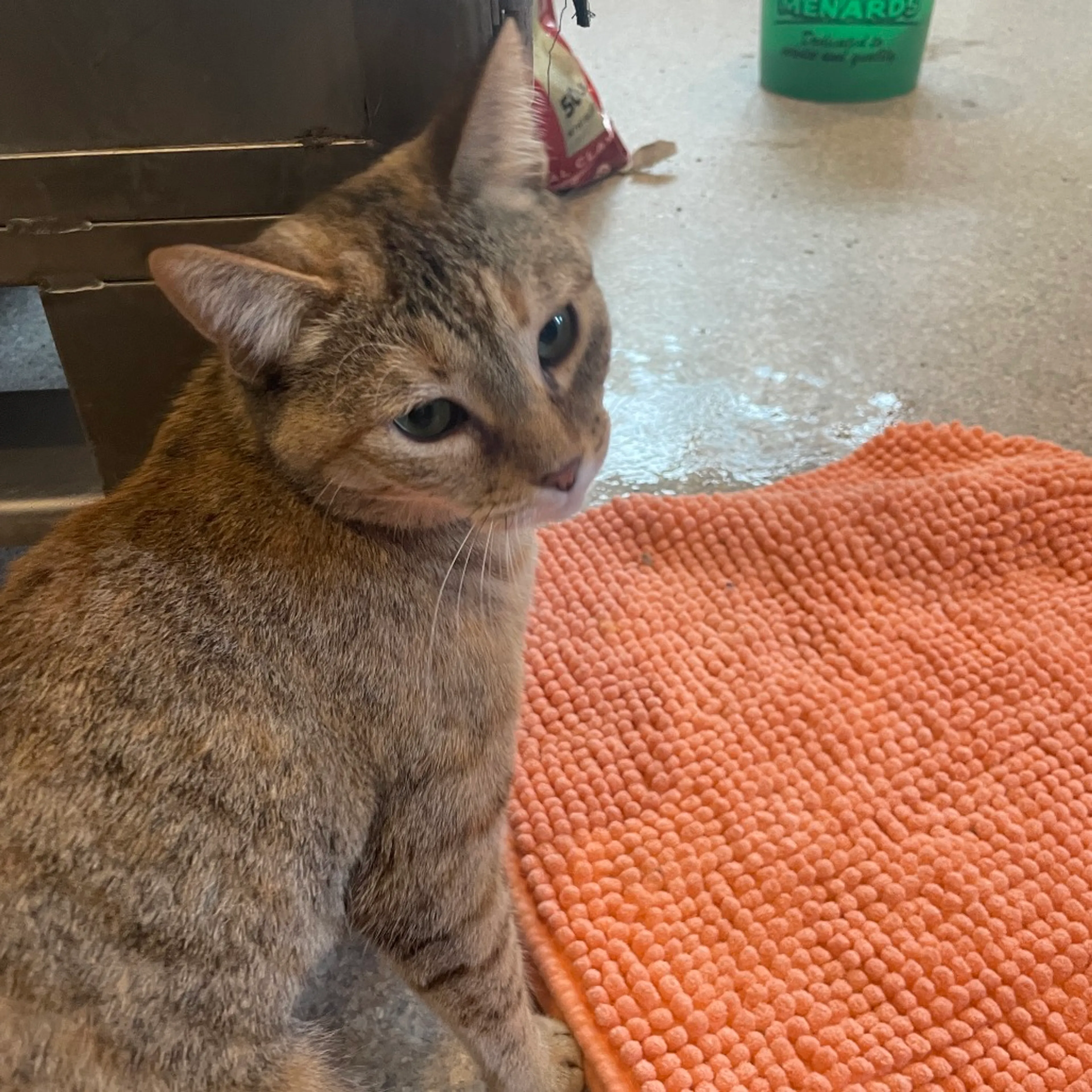 Found pet-3